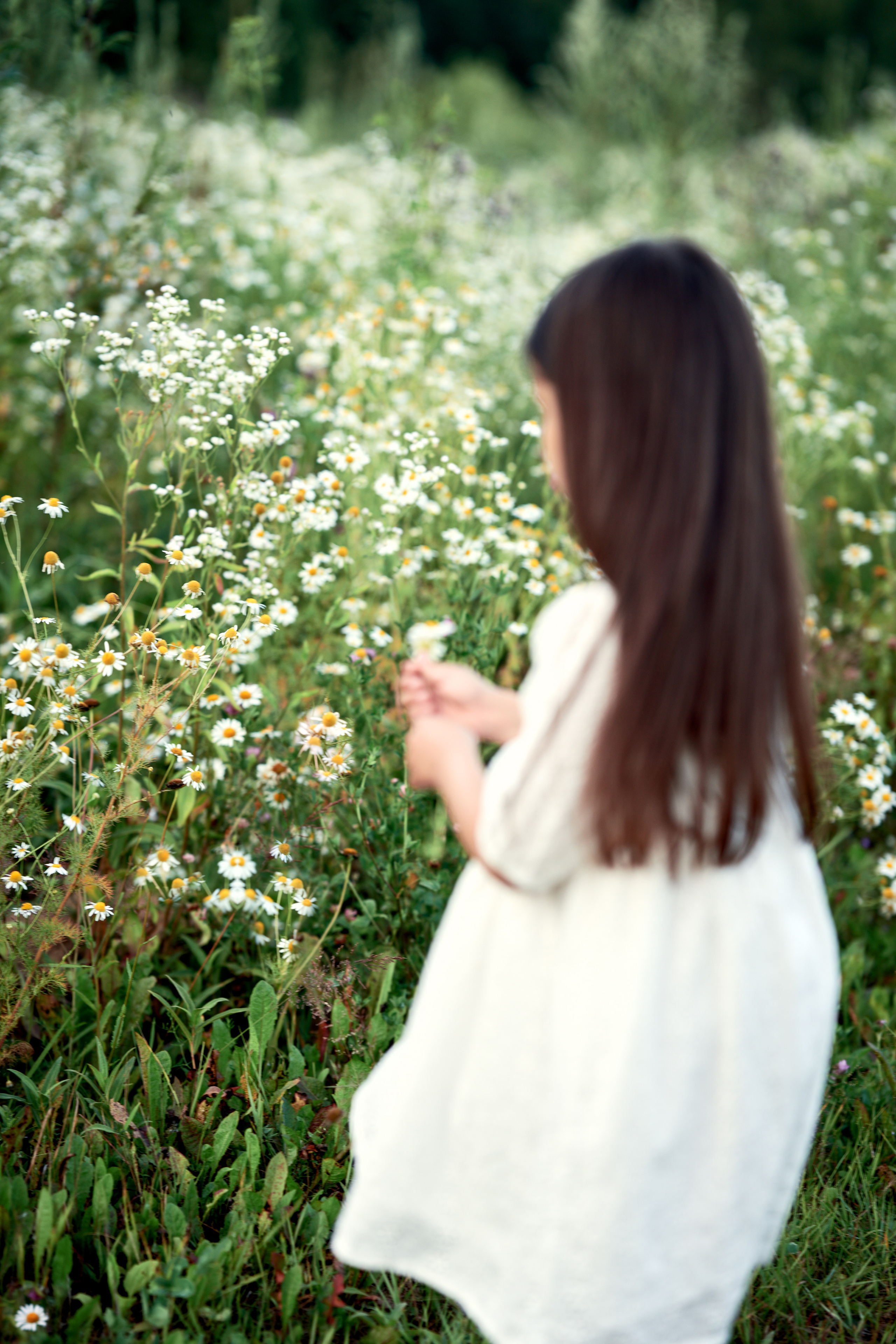 Ромашки. Фотограф в Москве Алина Алексеева