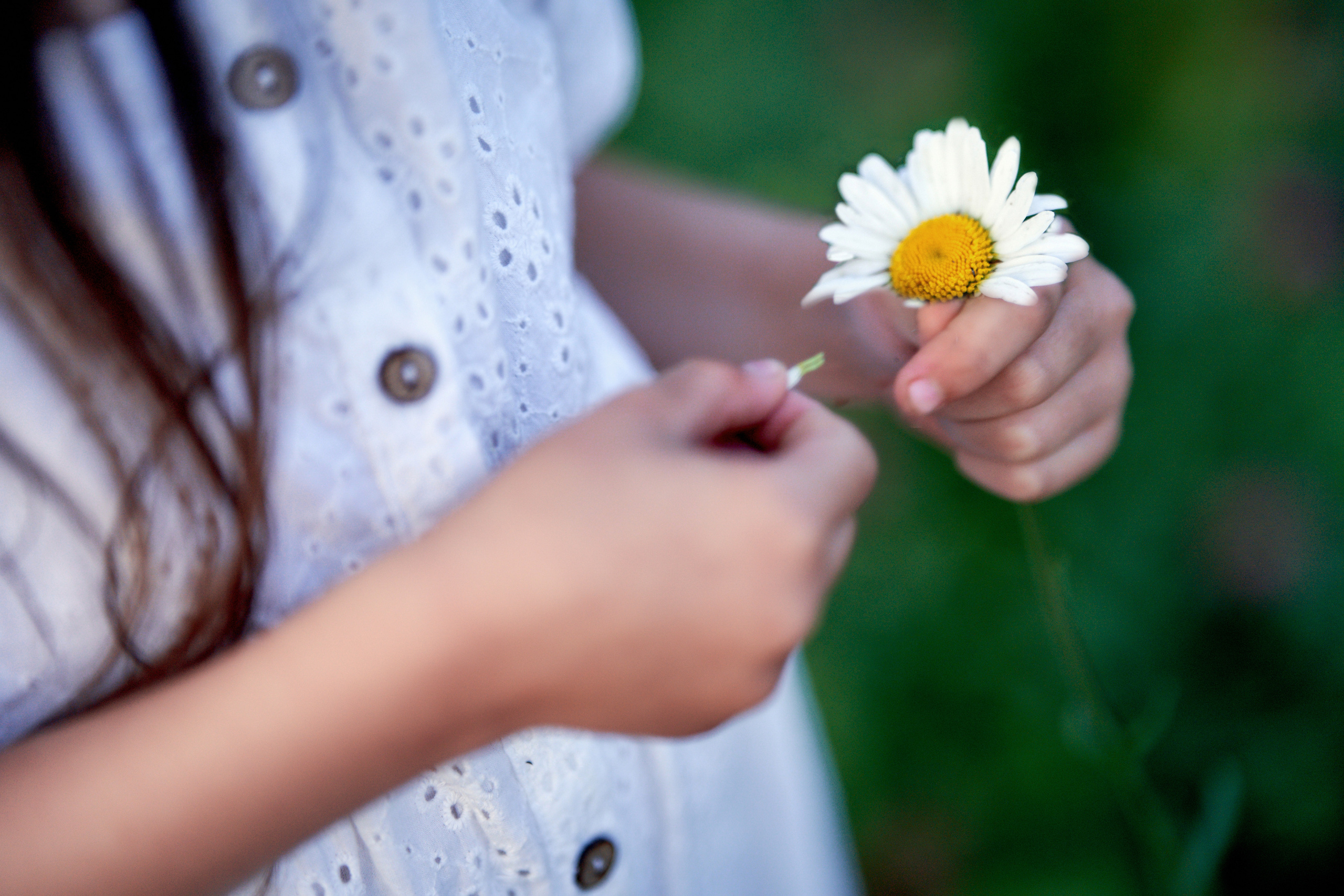 Ромашки. Фотограф в Москве Алина Алексеева