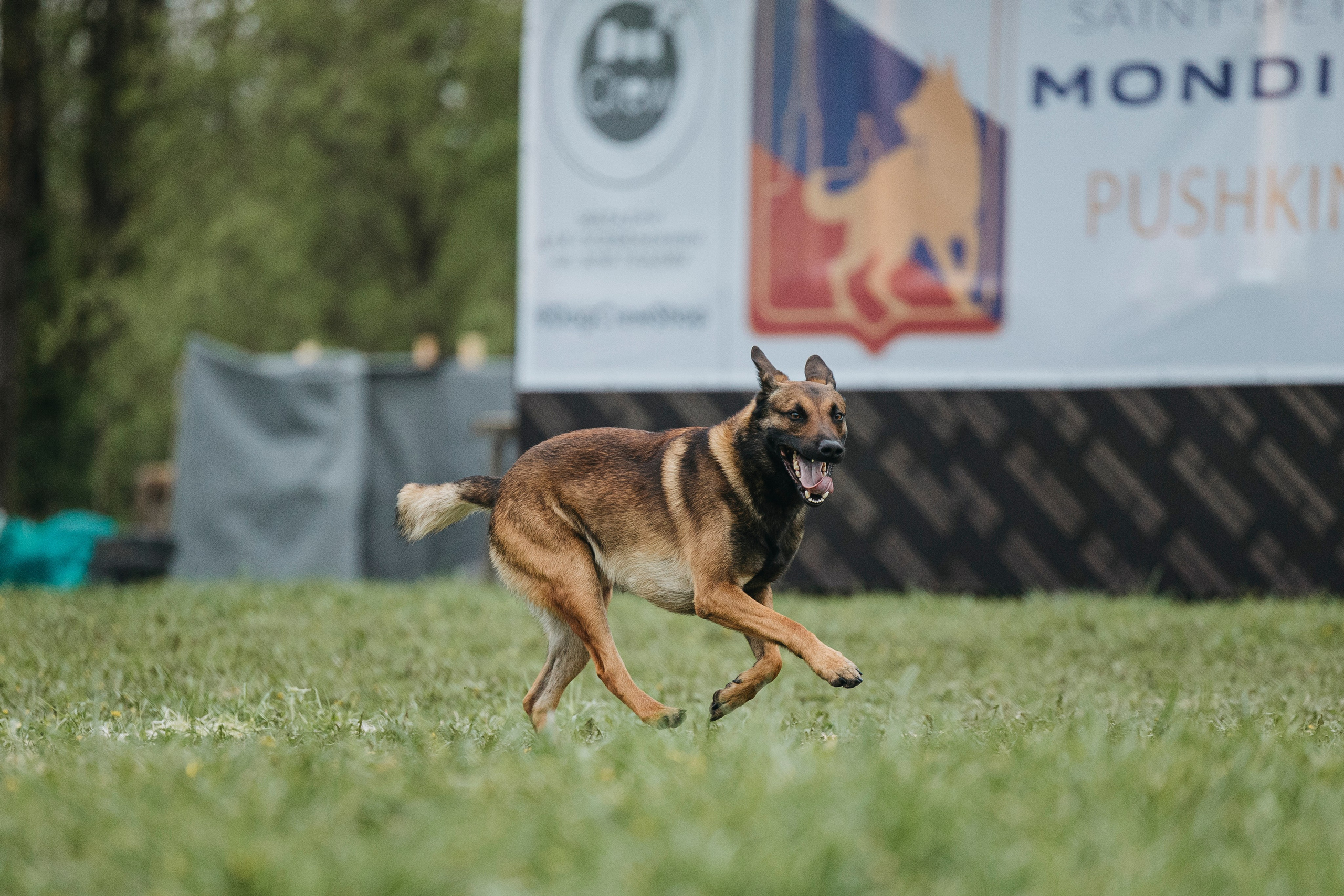 26.05.25 г. Пушкин квалификационные соревнования. Фотограф-анималист Анна Маринич