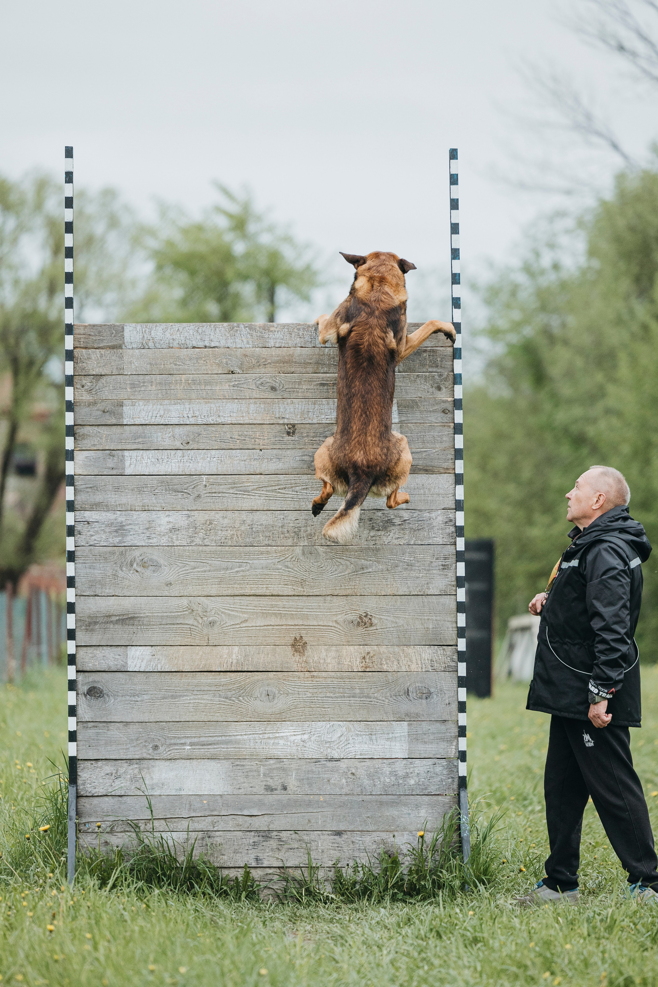 26.05.25 г. Пушкин квалификационные соревнования. Фотограф-анималист Анна Маринич