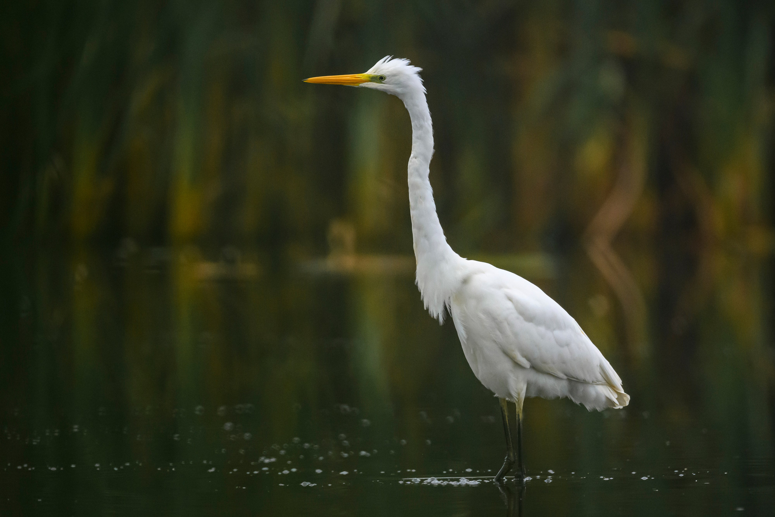 Цапли. Wildlife photography by Sergey Puponin