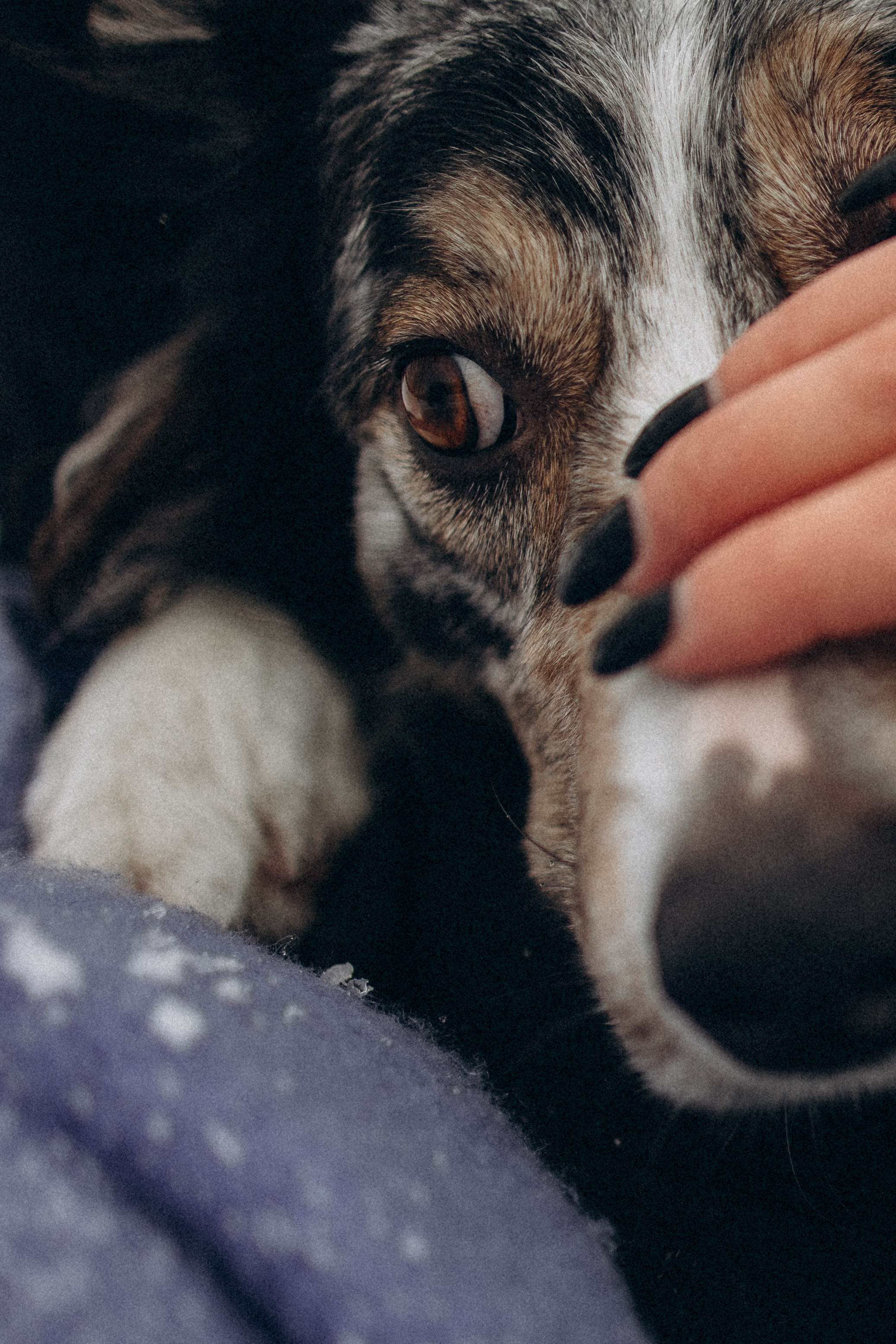 Настя и Тор. Фотораф — анималист Мария Шистка