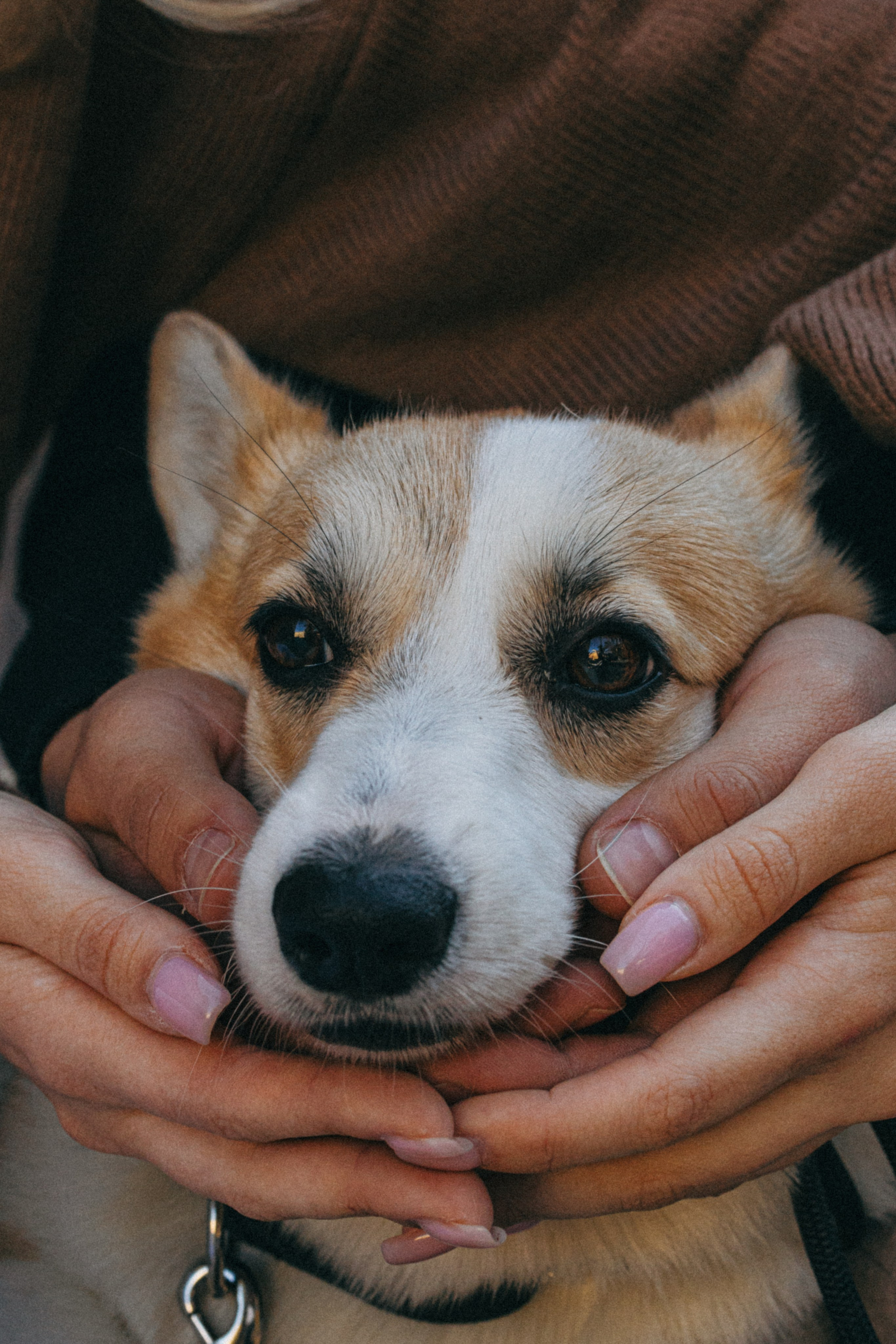 Даша, Рома и Лесли. Фотораф — анималист Мария Шистка
