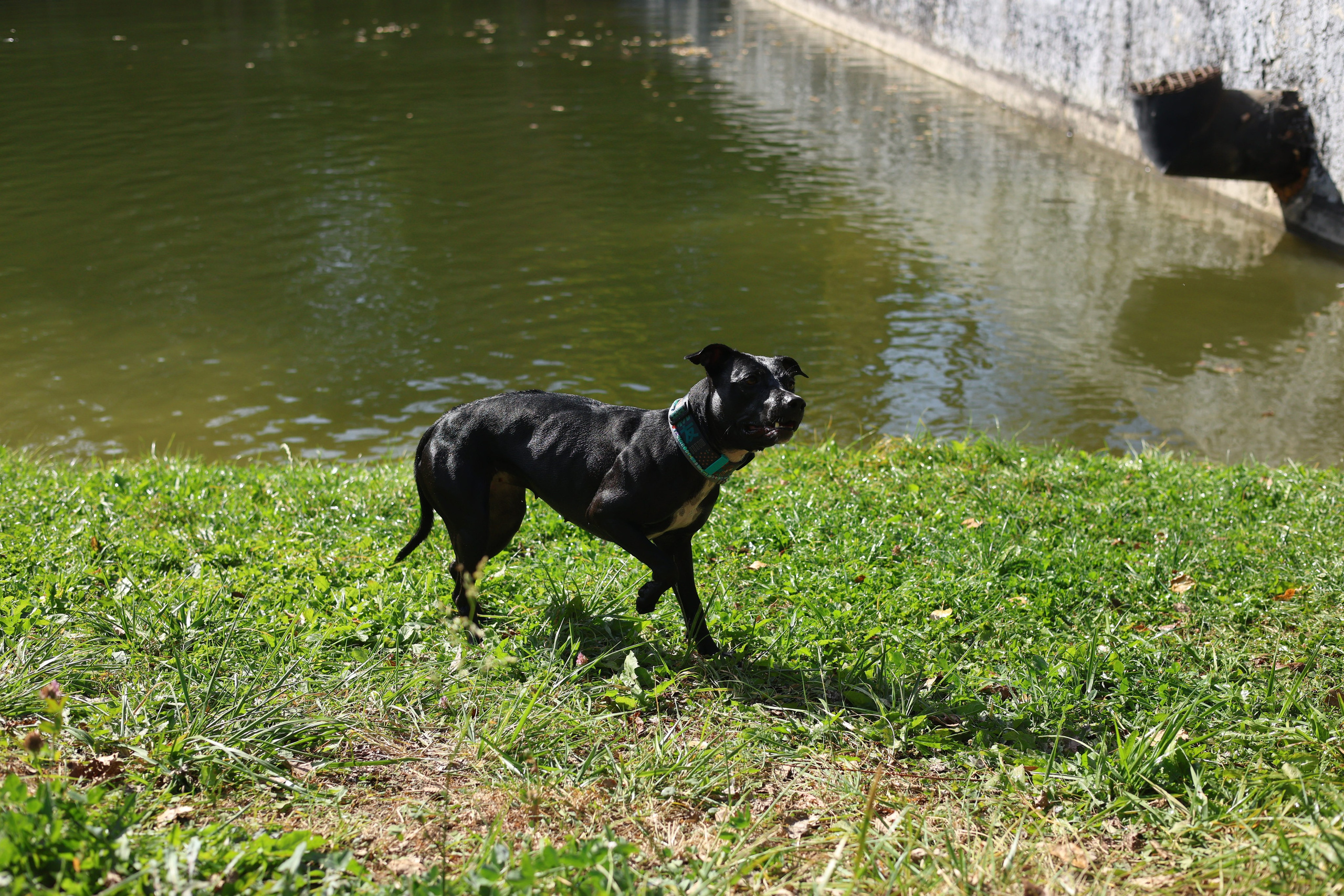 Алена и Бора. Виктория Михайловская. Фотограф-анималист. Москва