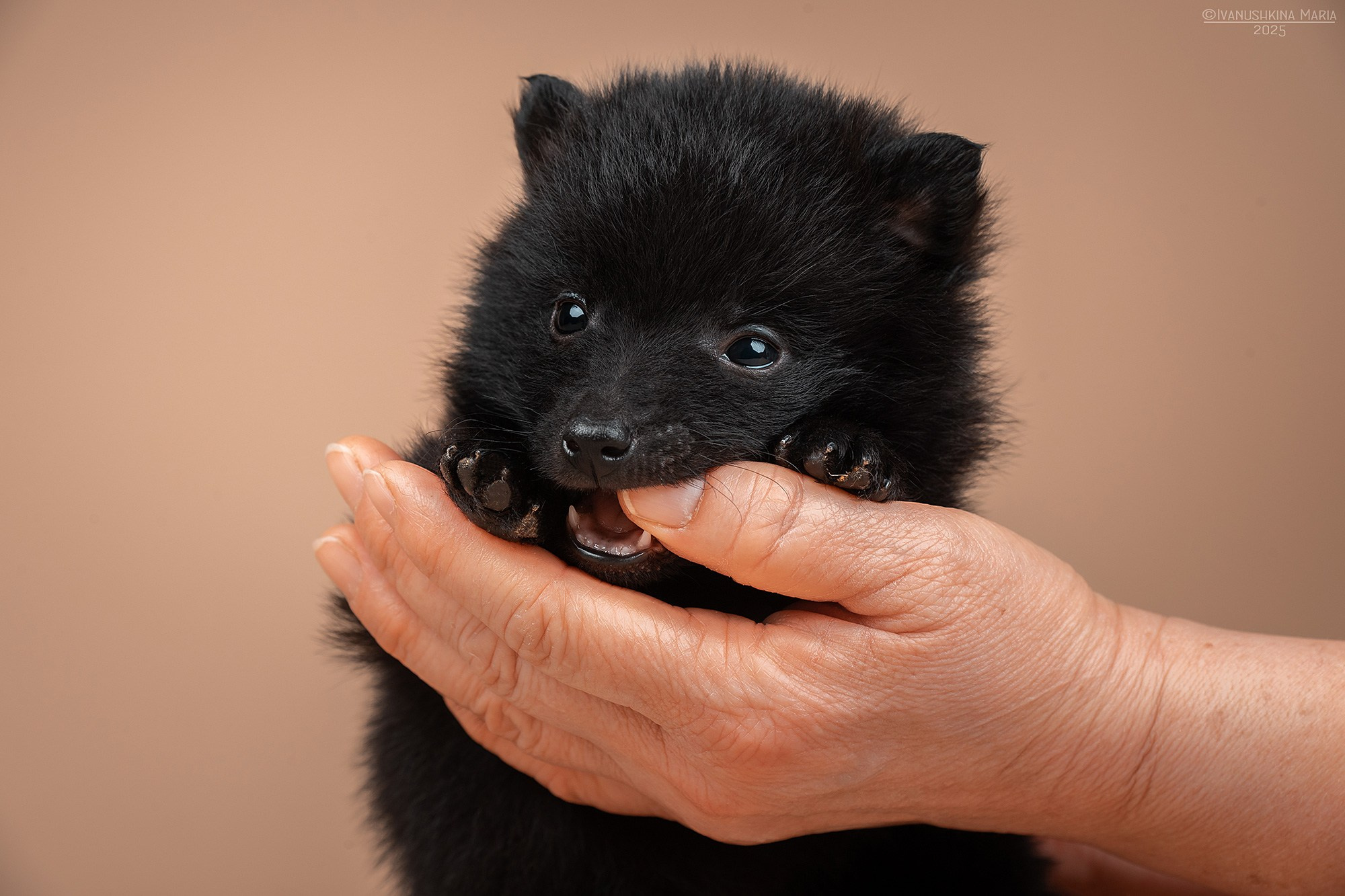 Фотосессия щенков на фонах. Фотограф собак в Москве и Московской области Иванушкина Мария