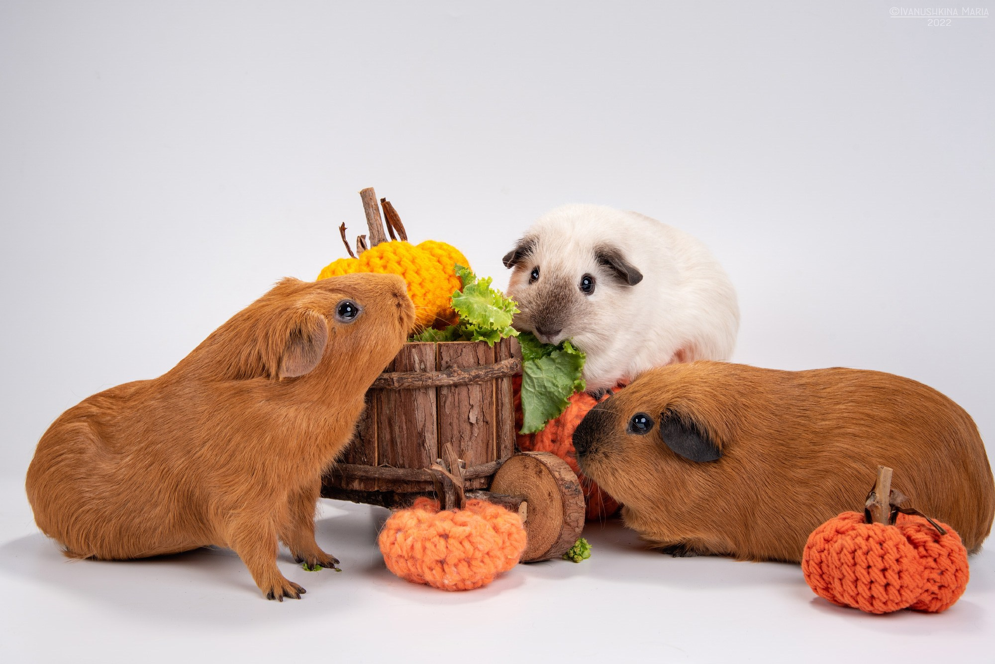 Фотосессии экзотических животных в студии. Фотограф собак в Москве и Московской области Иванушкина Мария