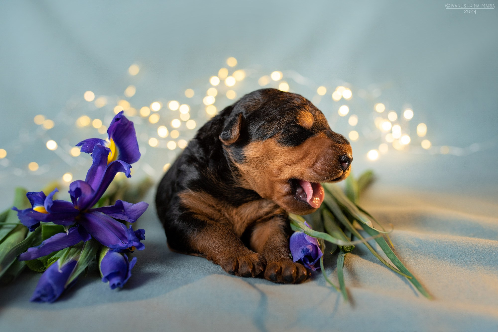 Ньюборн фотосессия щенков. Фотограф собак в Москве и Московской области Иванушкина Мария