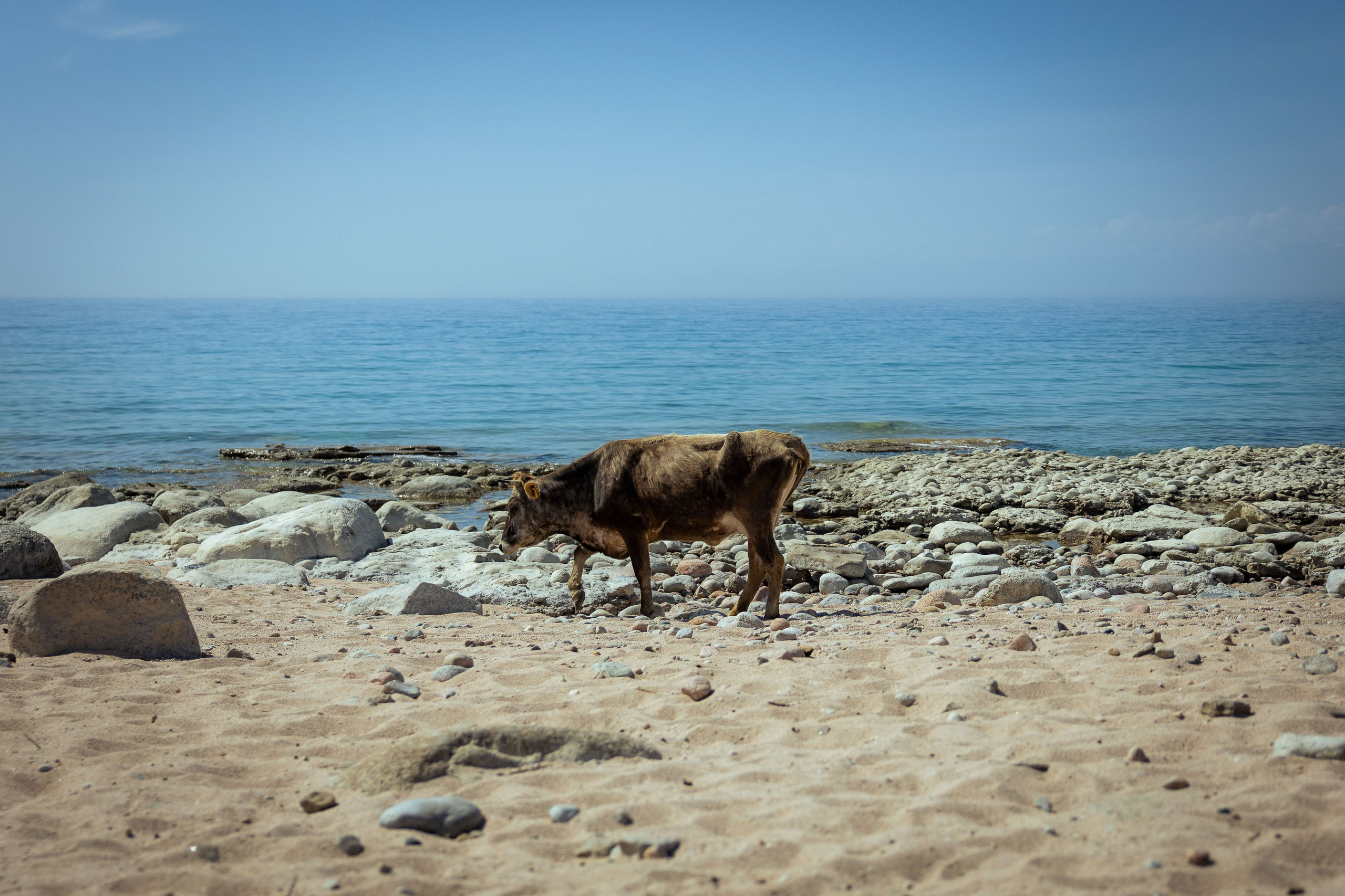 Кыргызстан (весна 2025). Фотограф Виноградов Константин
