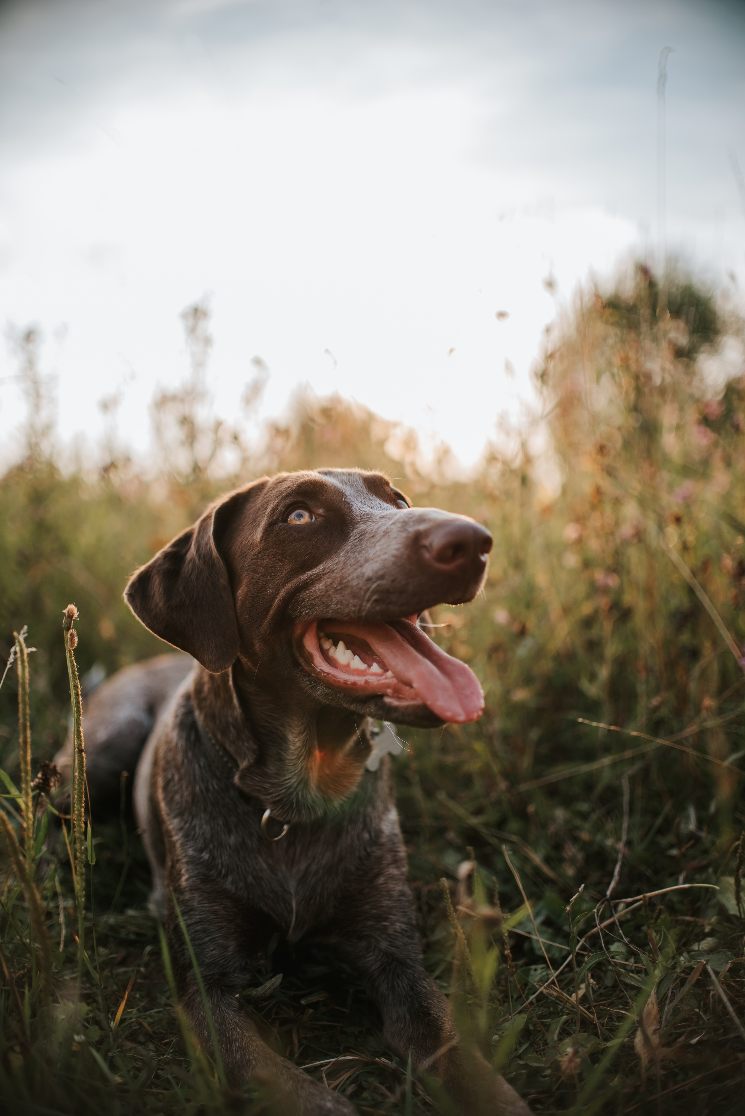 Витя и Кофи. Фотограф-анималист Валерия, Москва, Мытищи