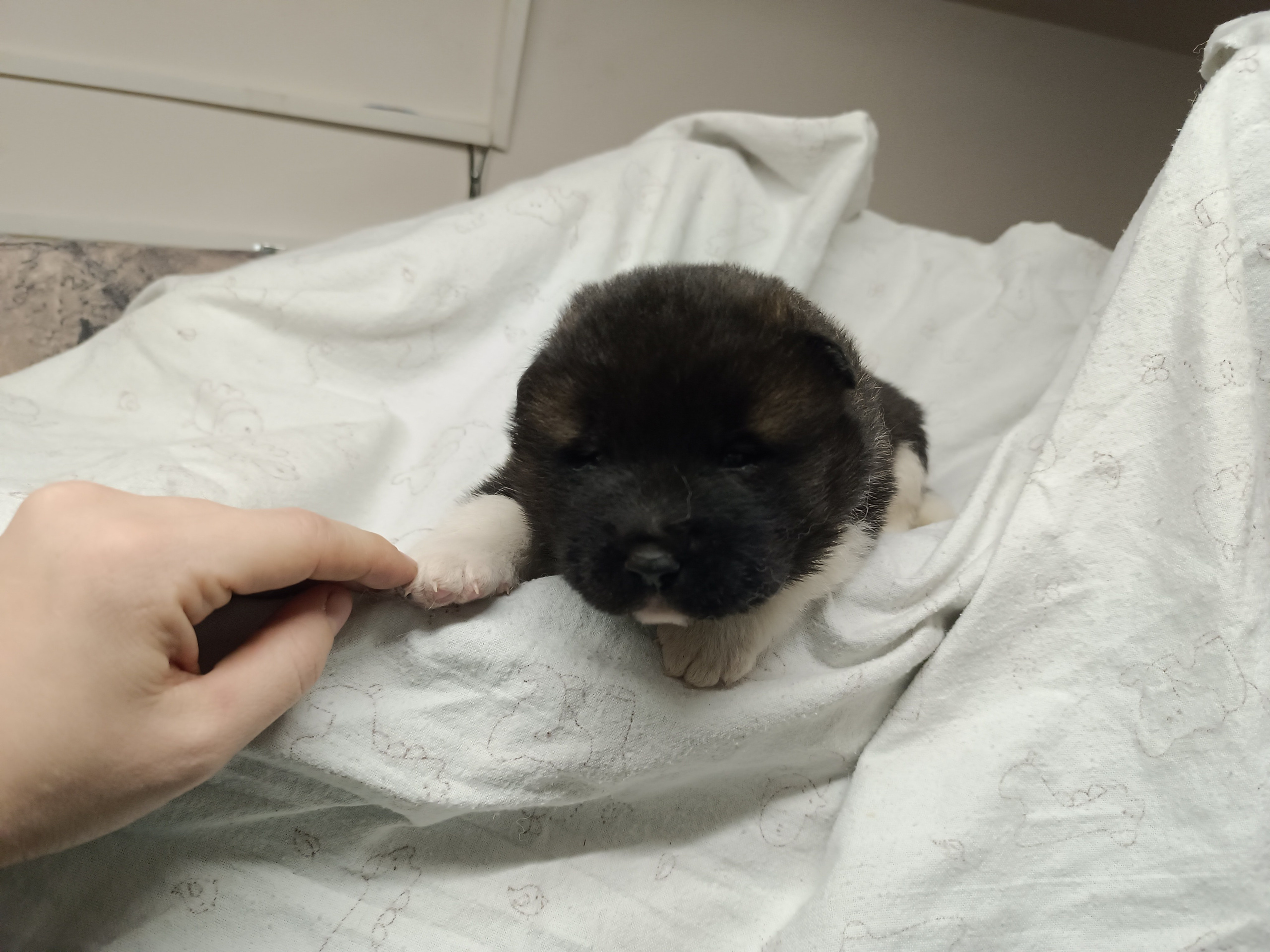 Американская акита  щенки питомник Санкт-Петербург клубные щенки Американская акита питомник RUBYLIGHT Рубилайт купить щенка американской акиты