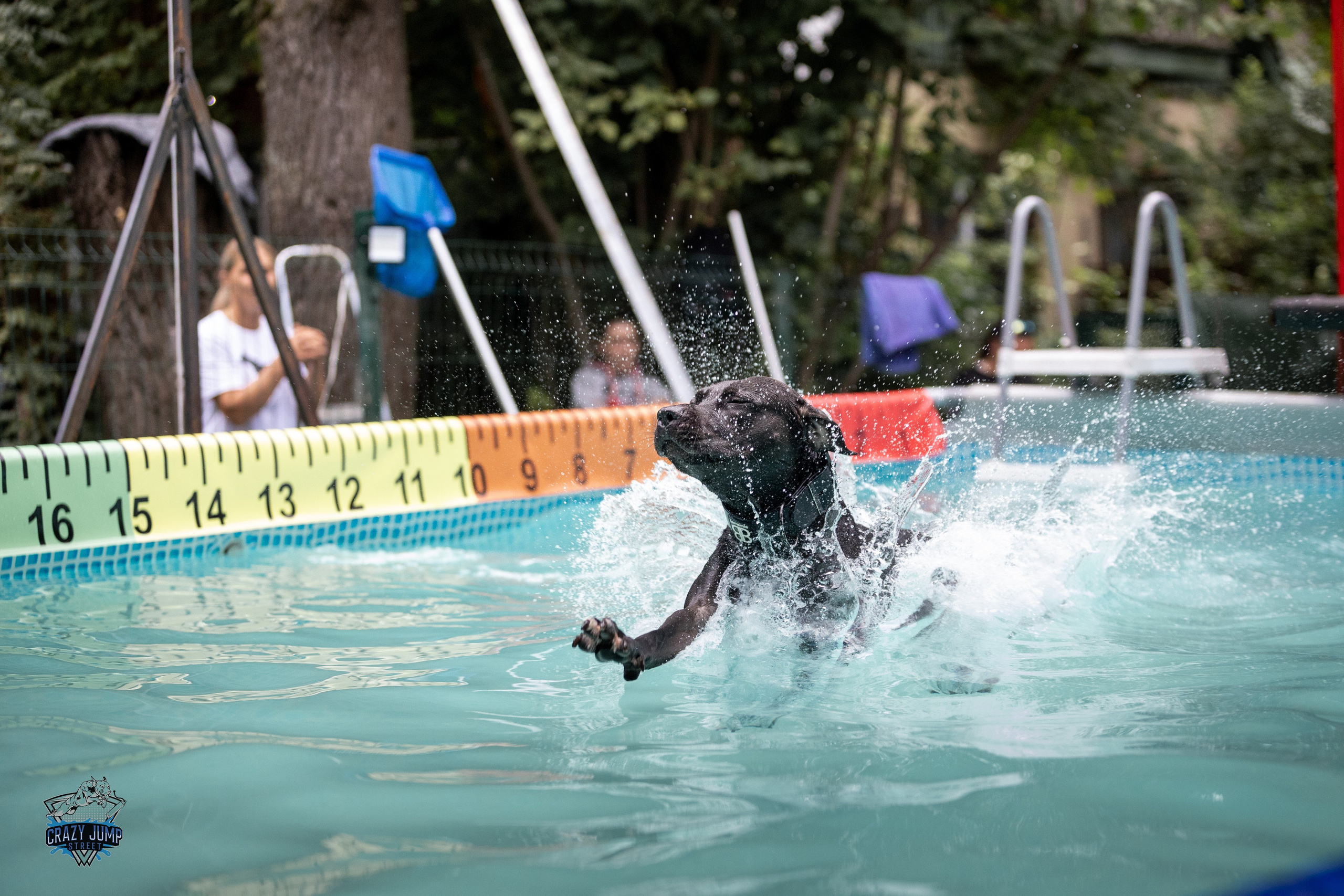 Собаки, спорт, Док дайвинг. Свадебный и репортажный фотограф в Москве и Московской области