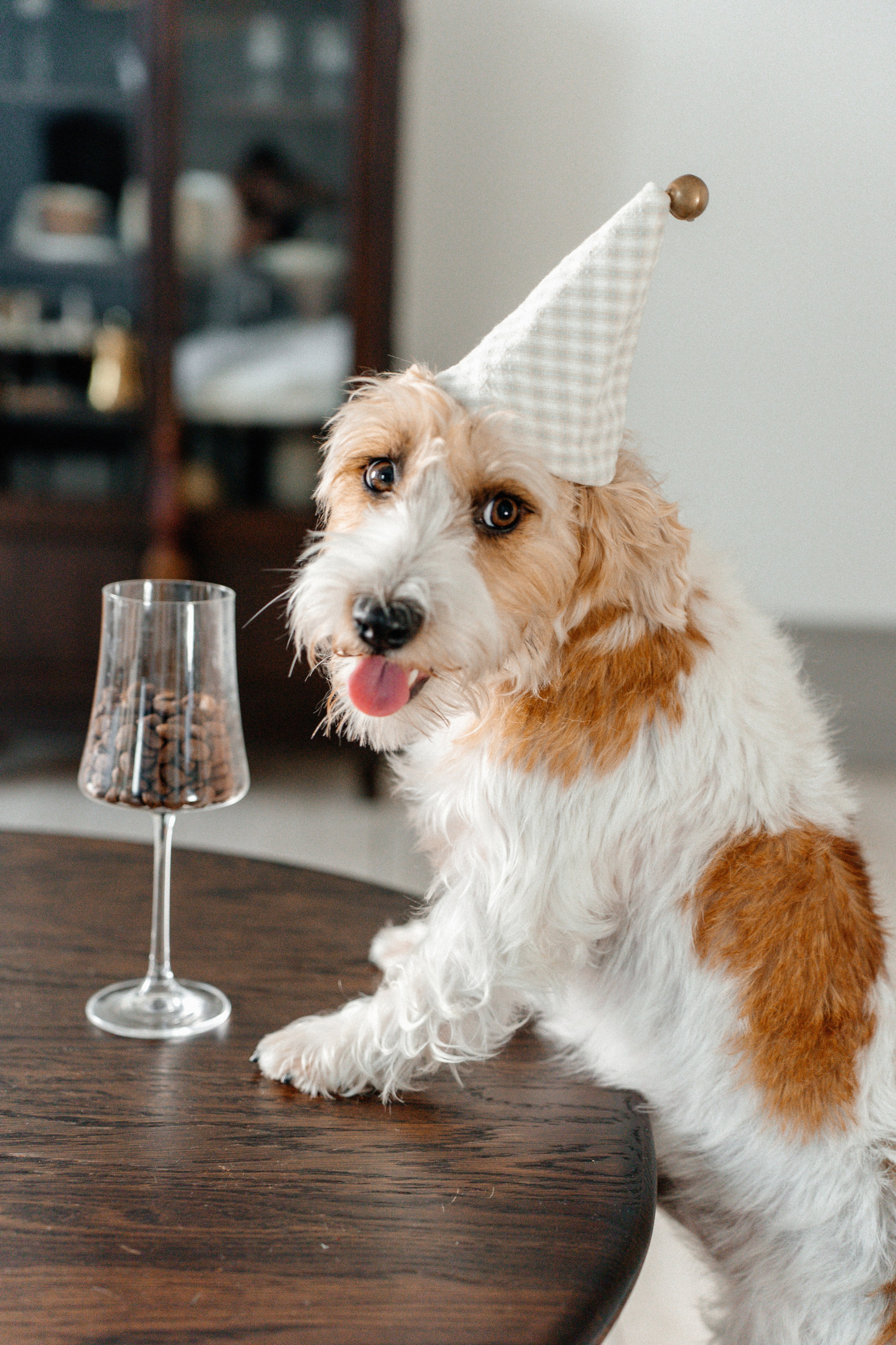 Красота хвостатых глазами хозяйки. Ваш семейный фотограф в Минске — Вика Трегубова