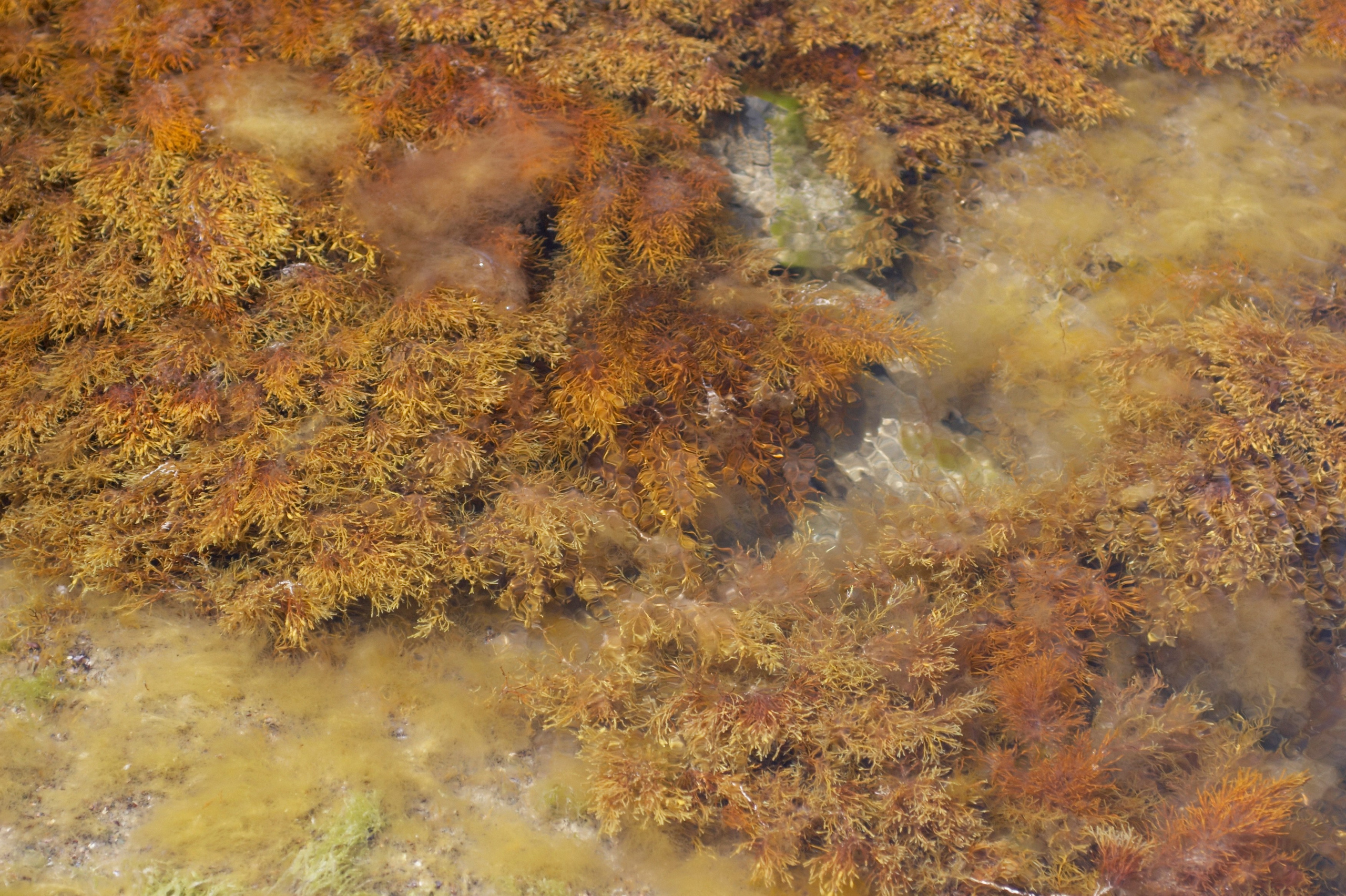 Море. Миша Печёнкин | фотография