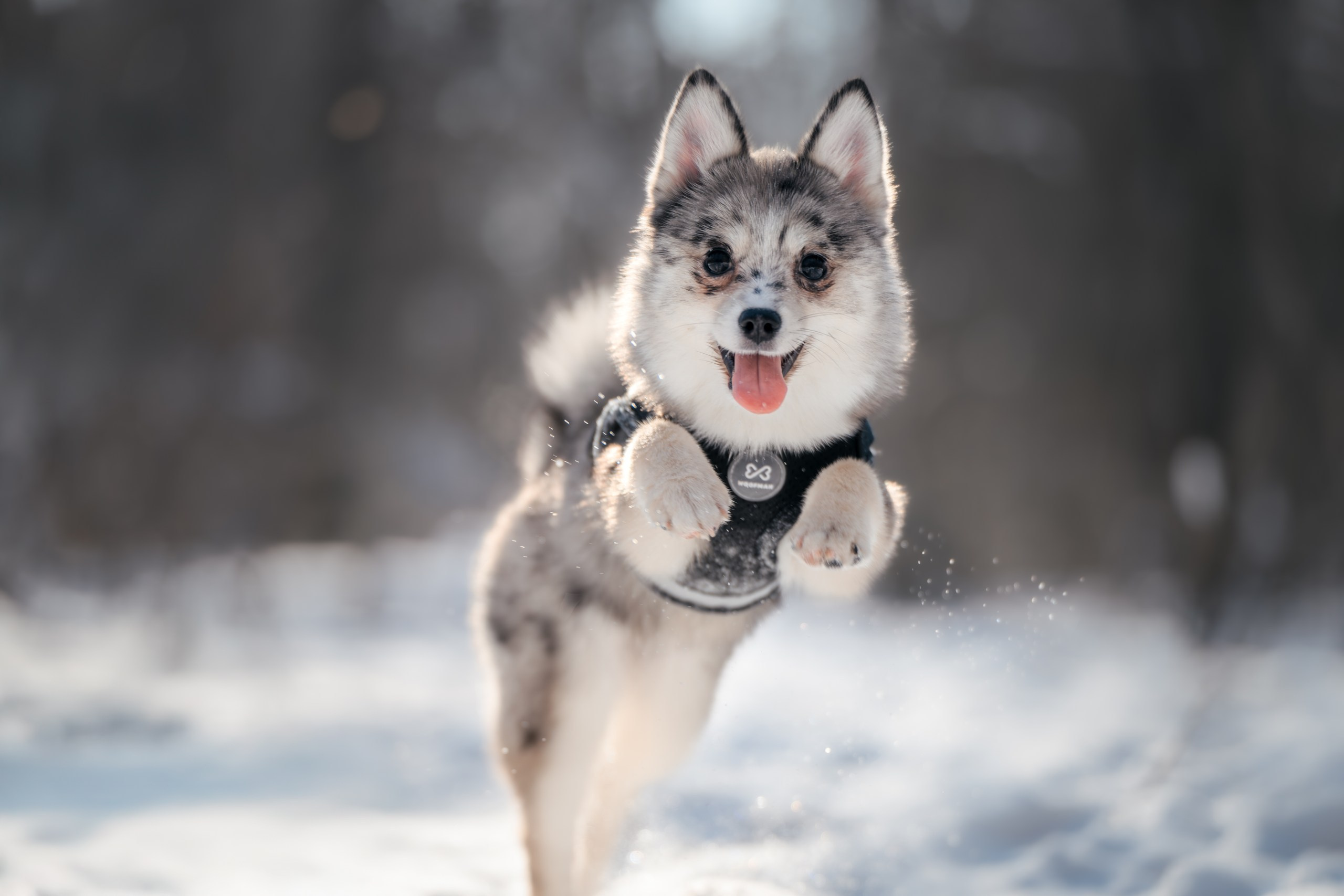 Виктория и 4 помски. Фотограф Анималист в Москве Анастасия Жучкова