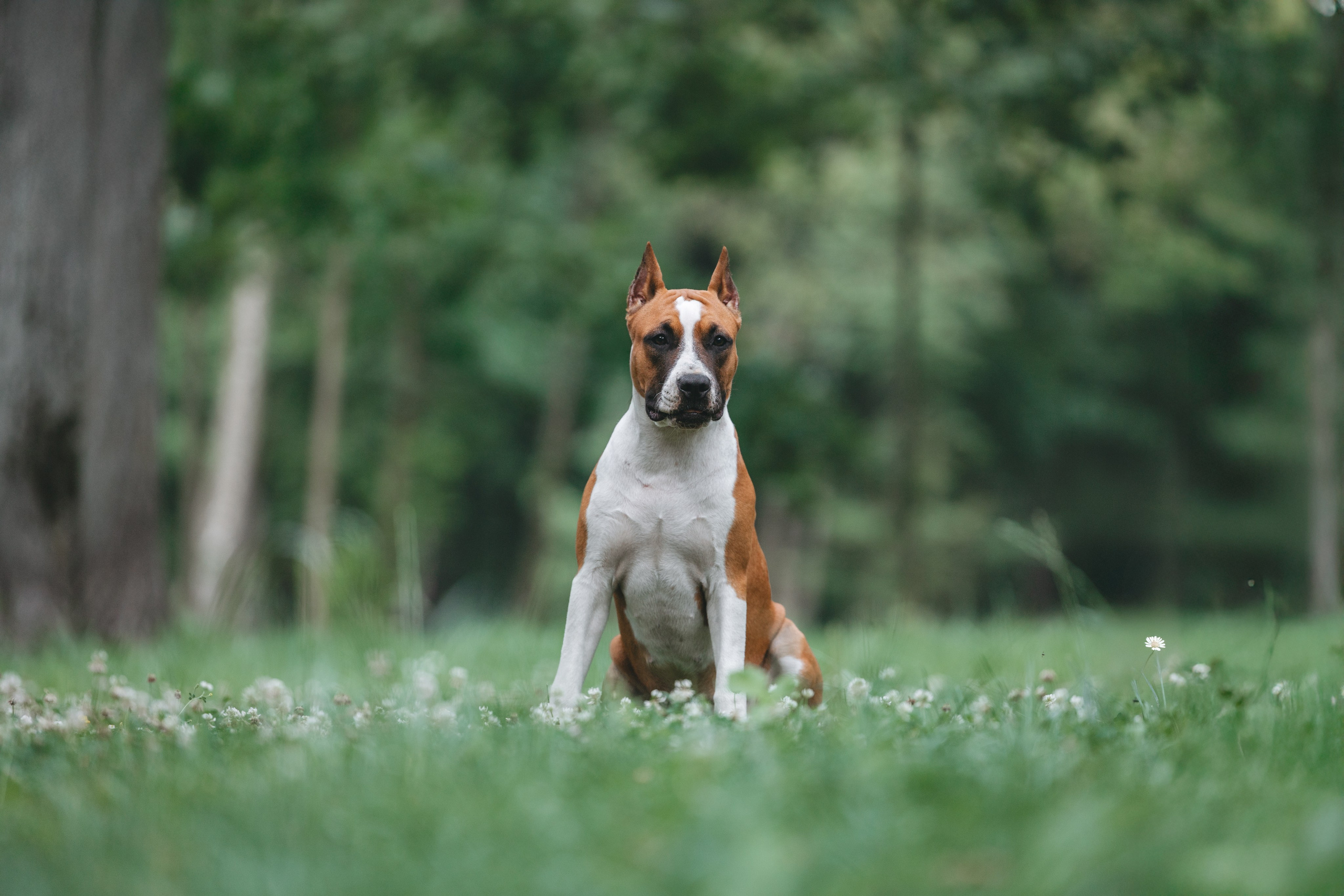Американский стаффордширский терьер. Фотограф Анималист в Москве Анастасия Жучкова