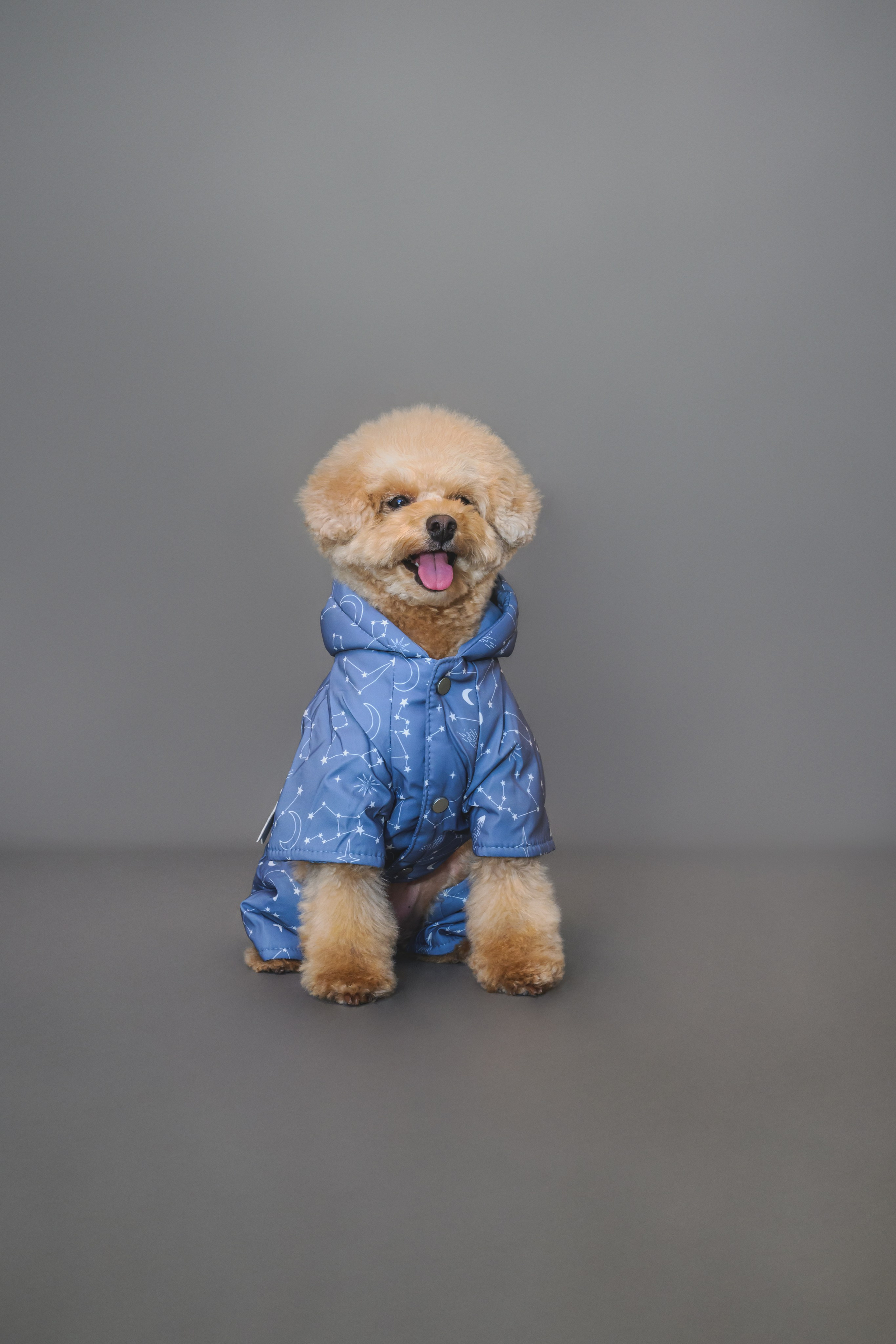 Пудель. Фотограф Анималист в Москве Анастасия Жучкова
