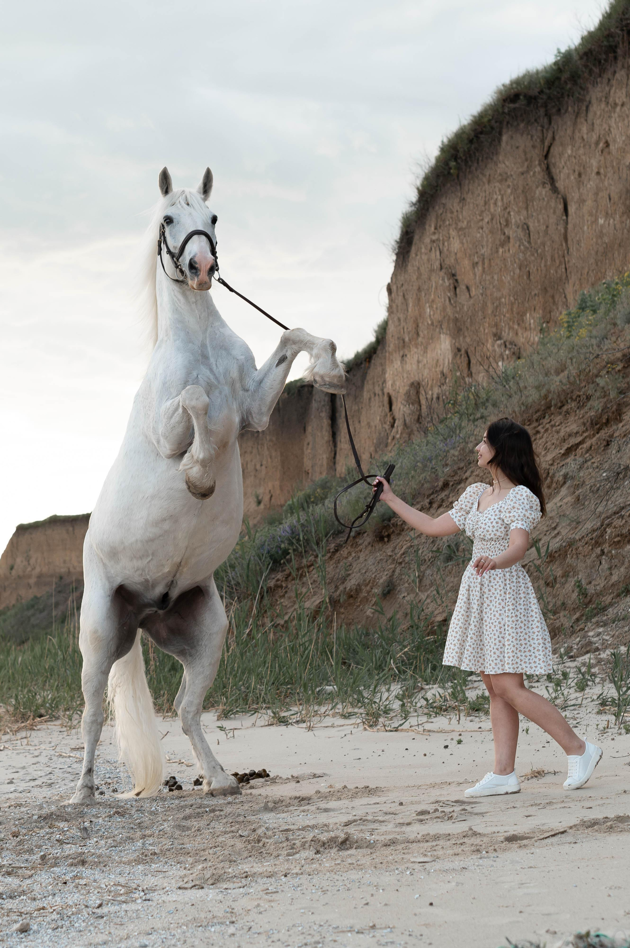 Цирковой конь Гефазт. Катерина Дрюкова фотограф/видеограф