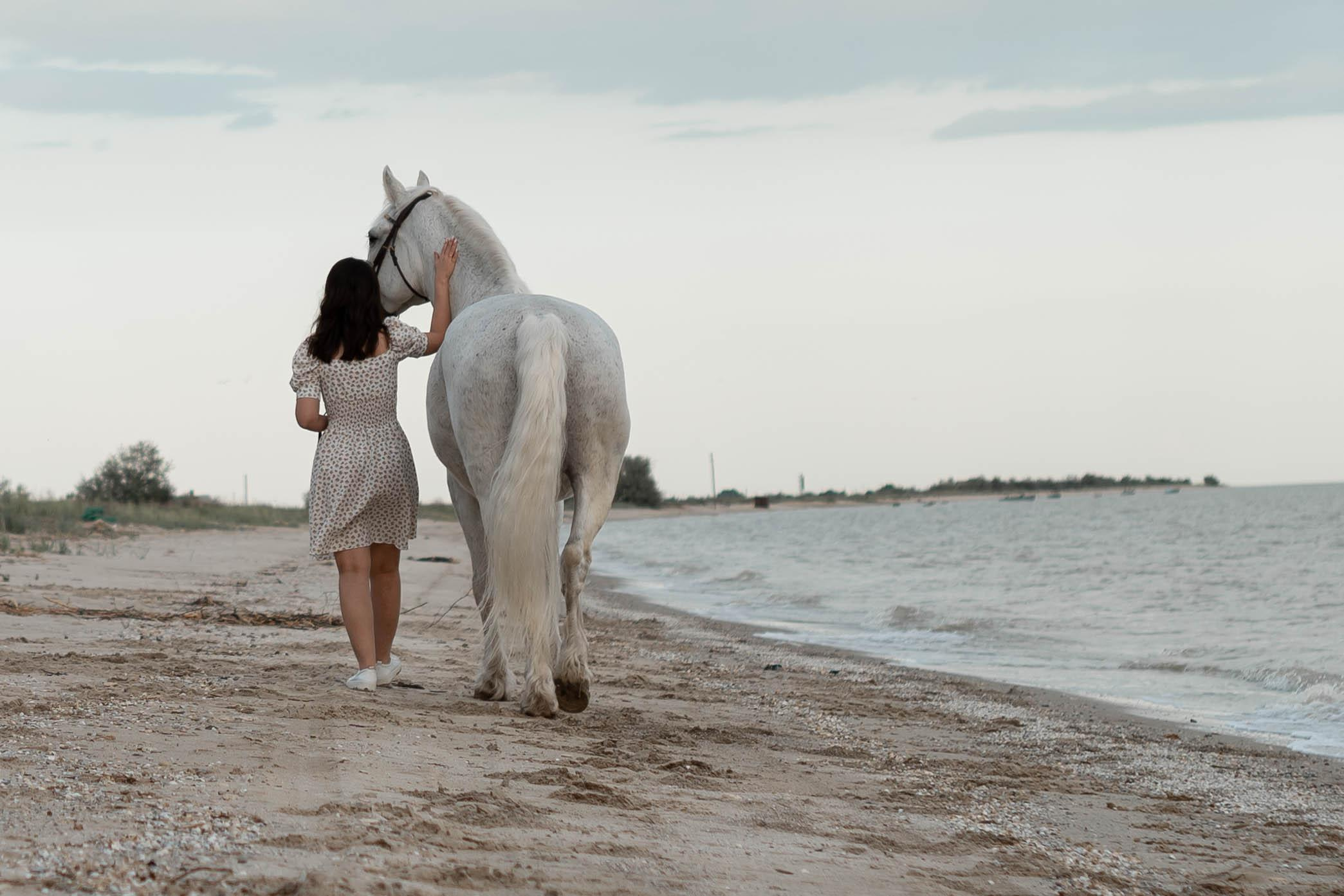 Цирковой конь Гефазт. Катерина Дрюкова фотограф/видеограф