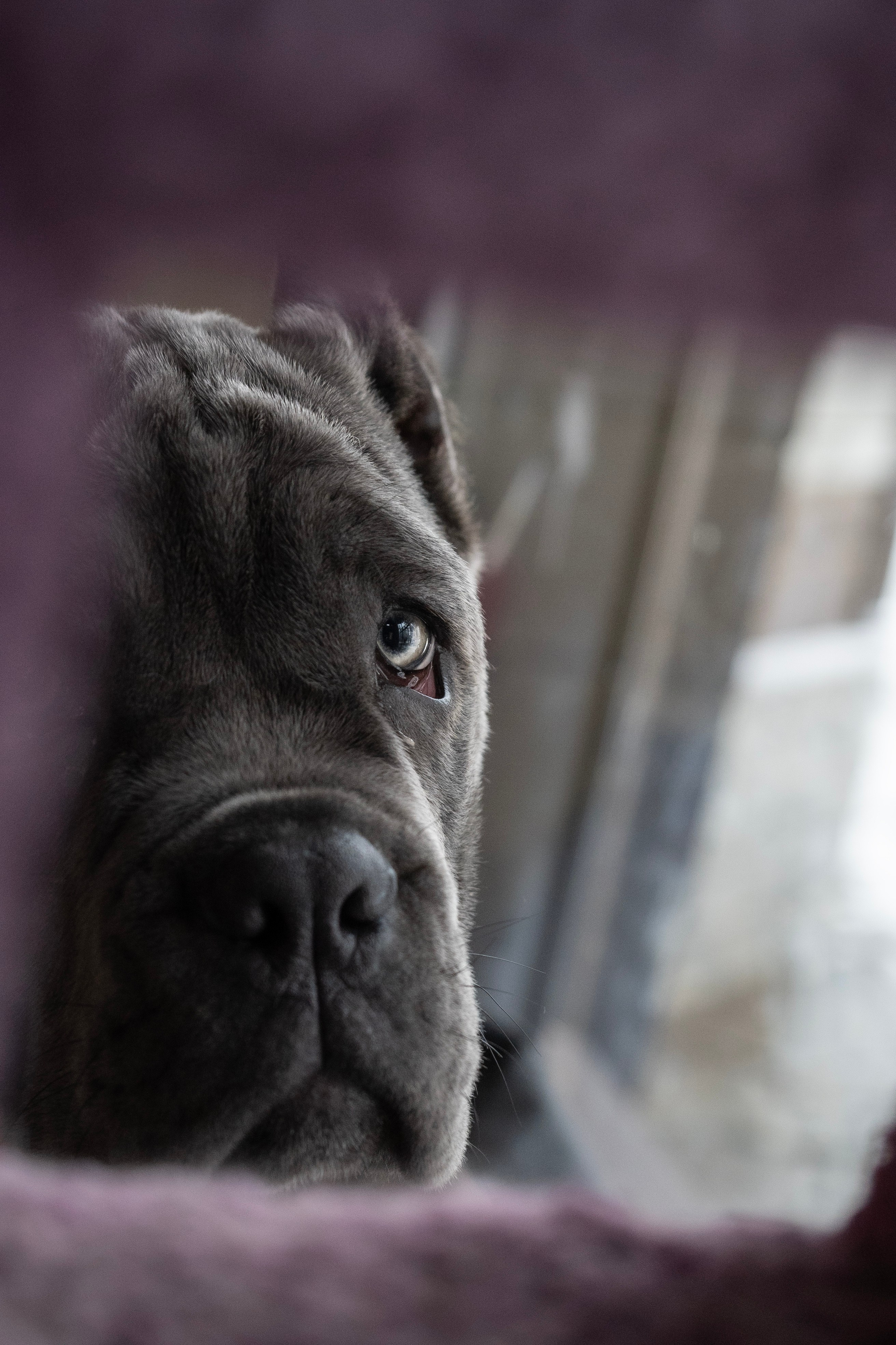 Фотосессии Пушистиков. Фотограф в Санкт-Петербурге Виктория Барышникова