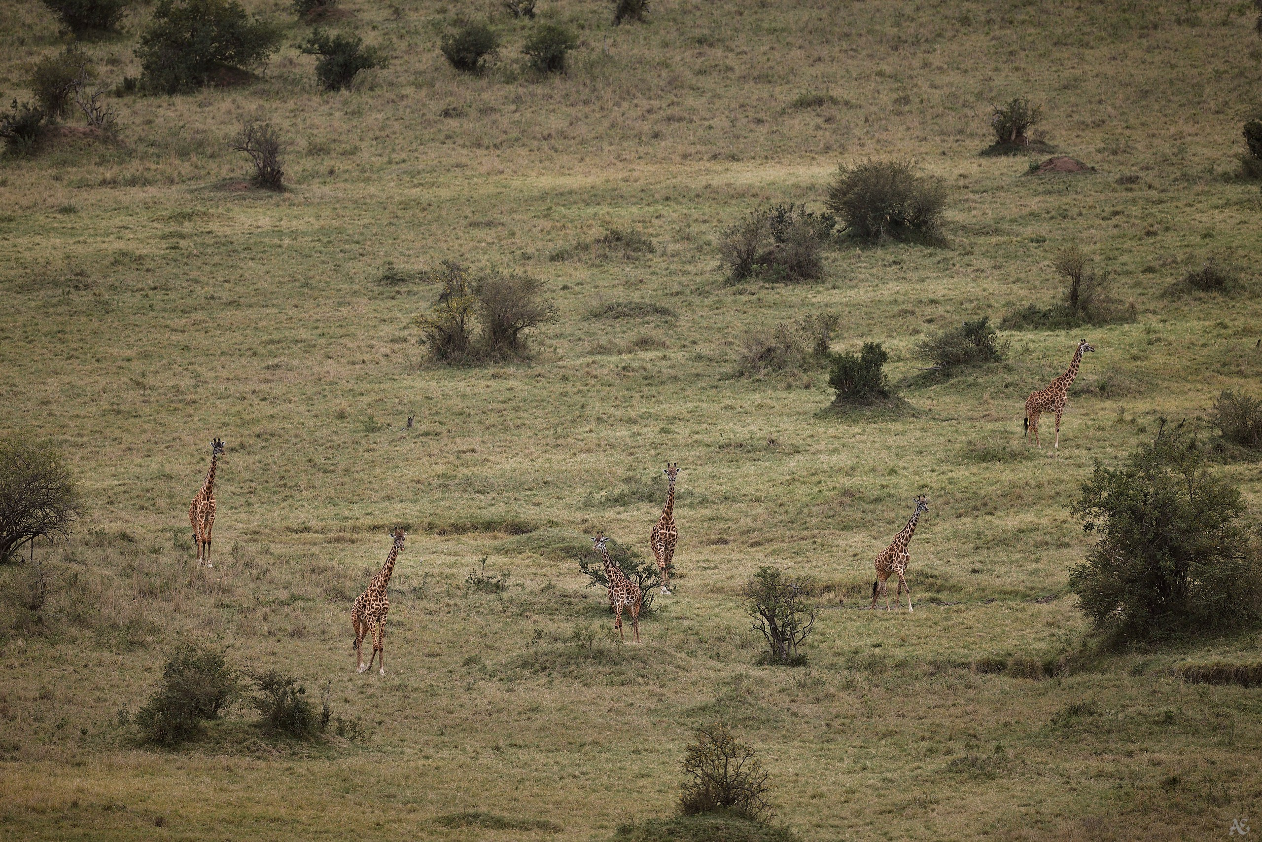 Развелось жирафов