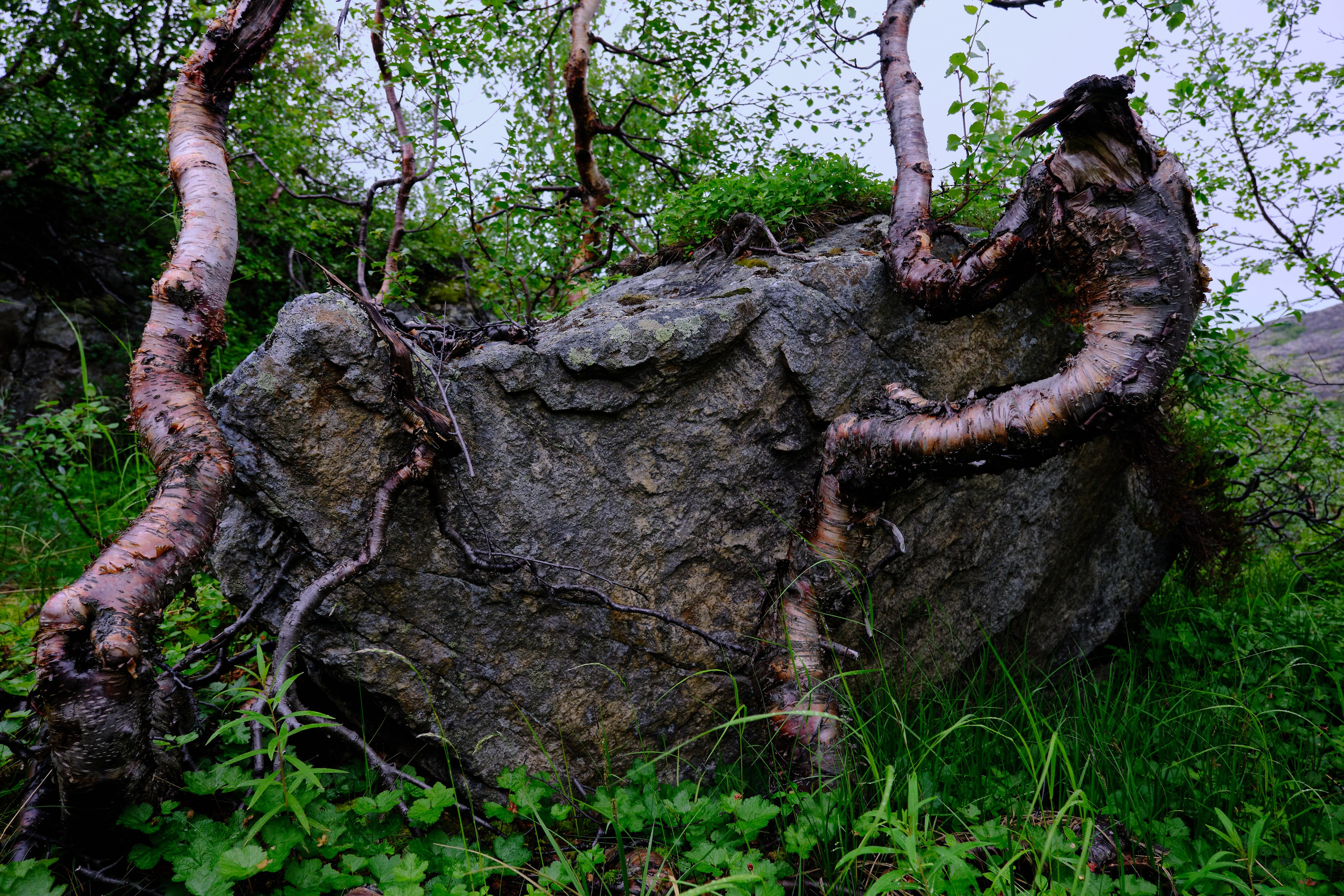 Мир растений. Пейзажи Крайнего Севера. Баренцево море, Рыбачий, Средний, Немецкий