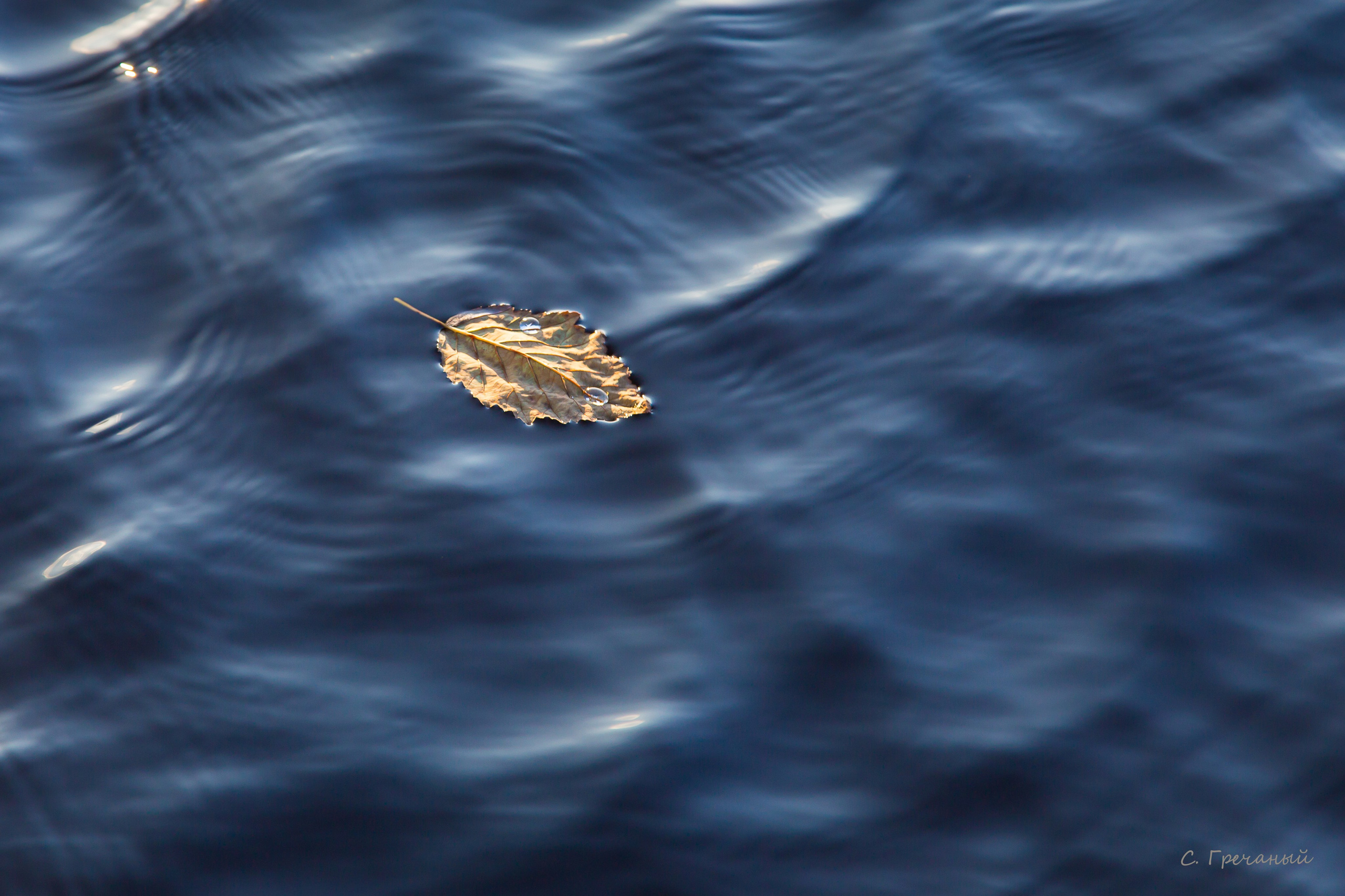 Мир растений. Пейзажи Крайнего Севера. Баренцево море, Рыбачий, Средний, Немецкий