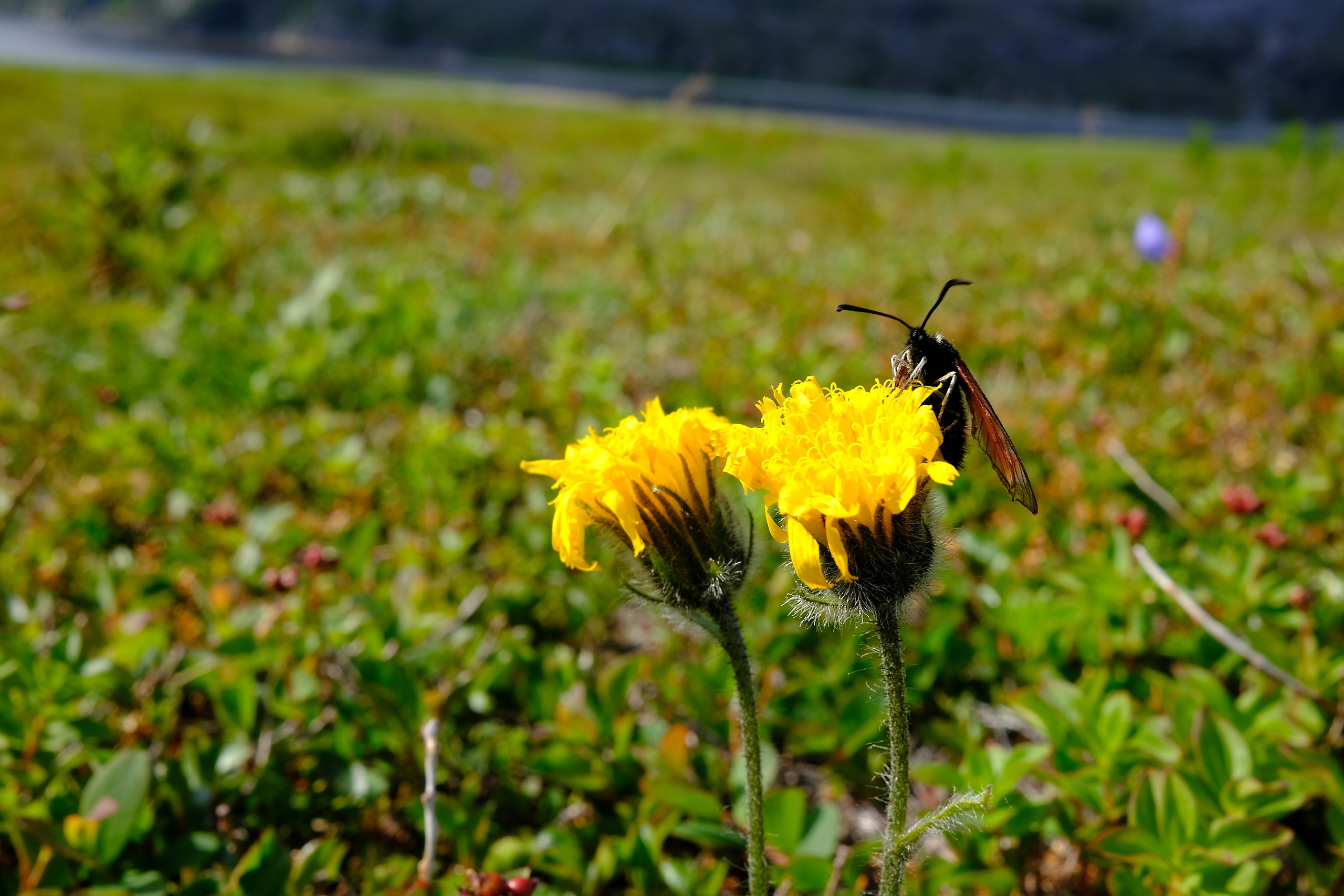 Мир растений. Пейзажи Крайнего Севера. Баренцево море, Рыбачий, Средний, Немецкий