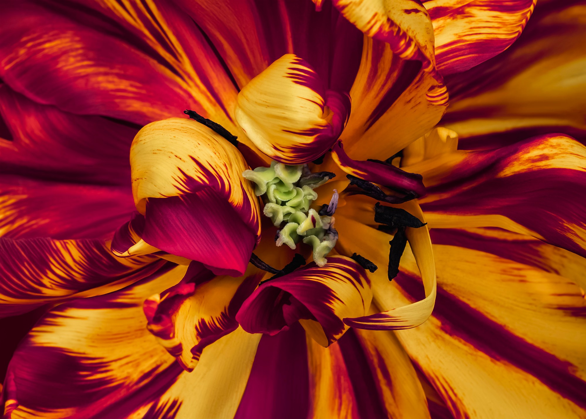 TULIPS. Eirene G |  Photoartist | Flowers from my garden