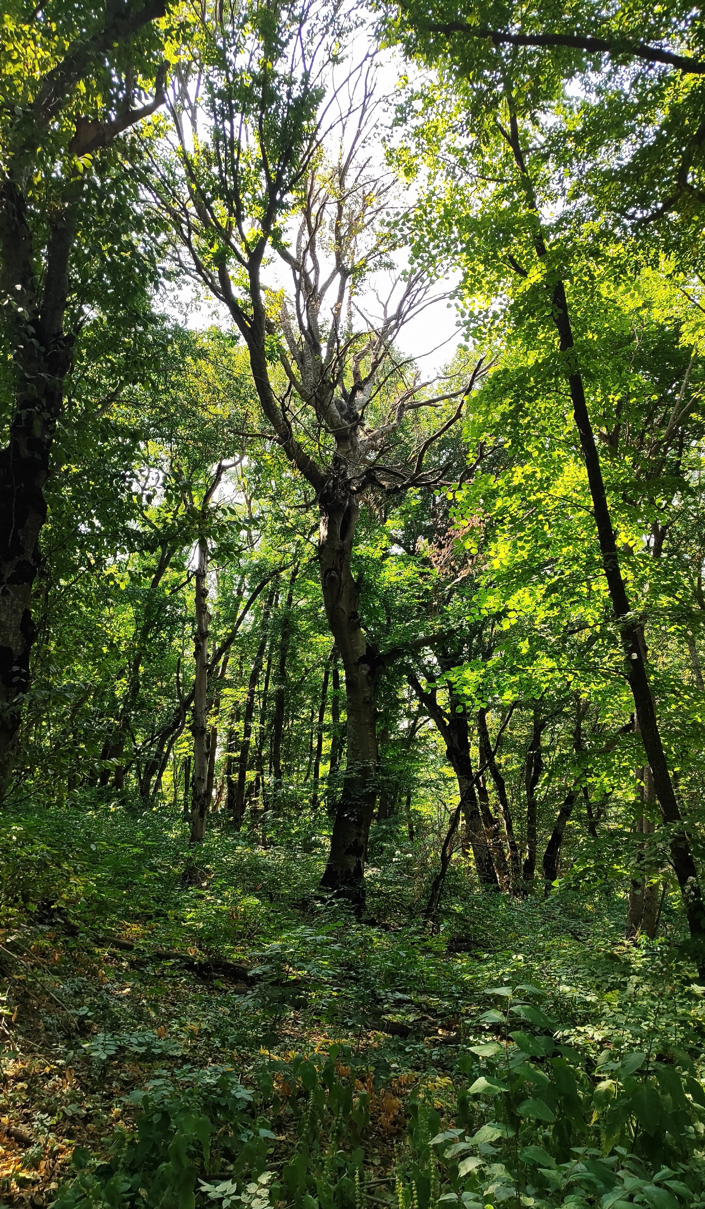Природа. Растения. Фотограф в Санкт-Петербурге Александр Костюнин