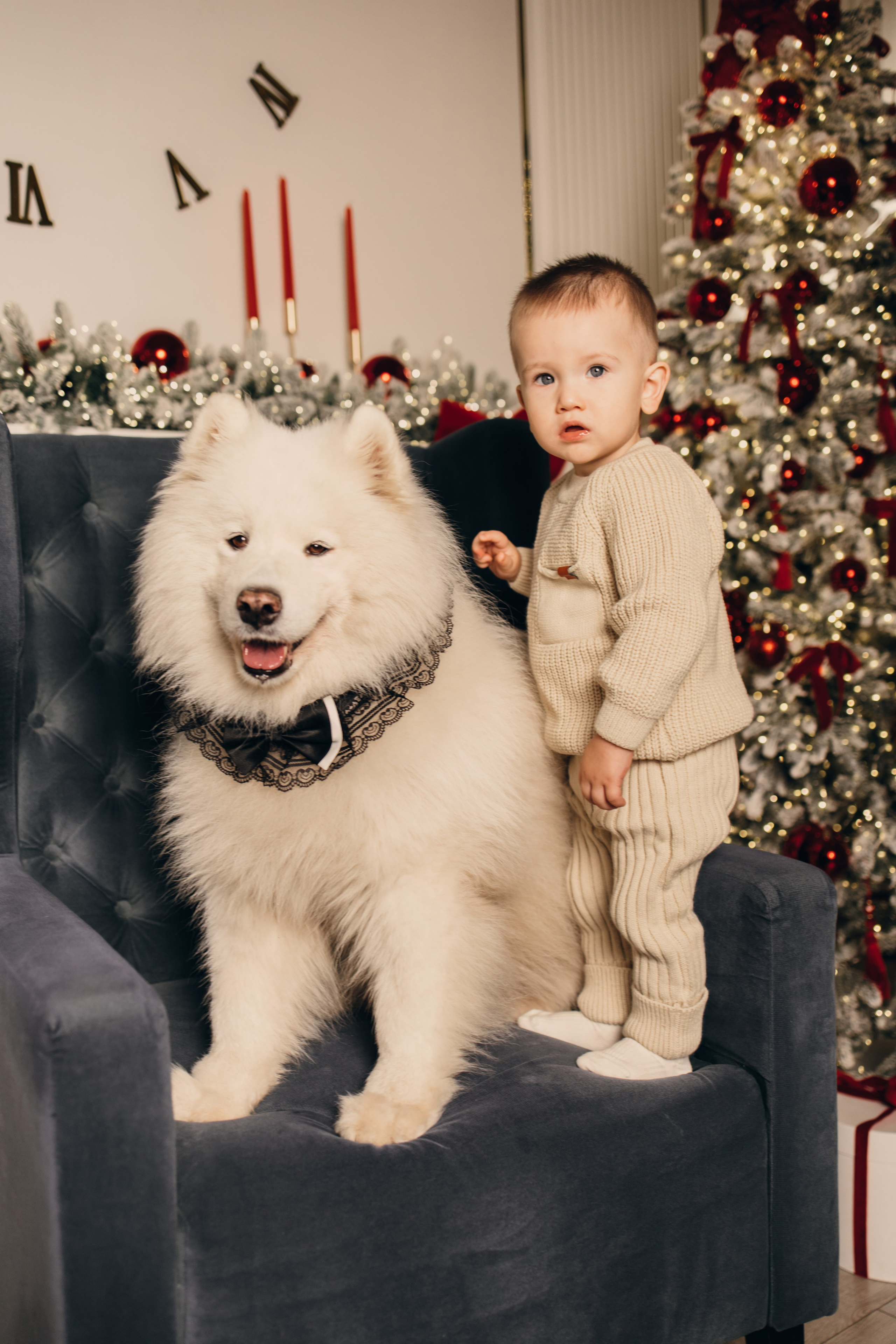 Новогодний самоед. Коновалова Ольга | фотограф в Пензе и Заречном