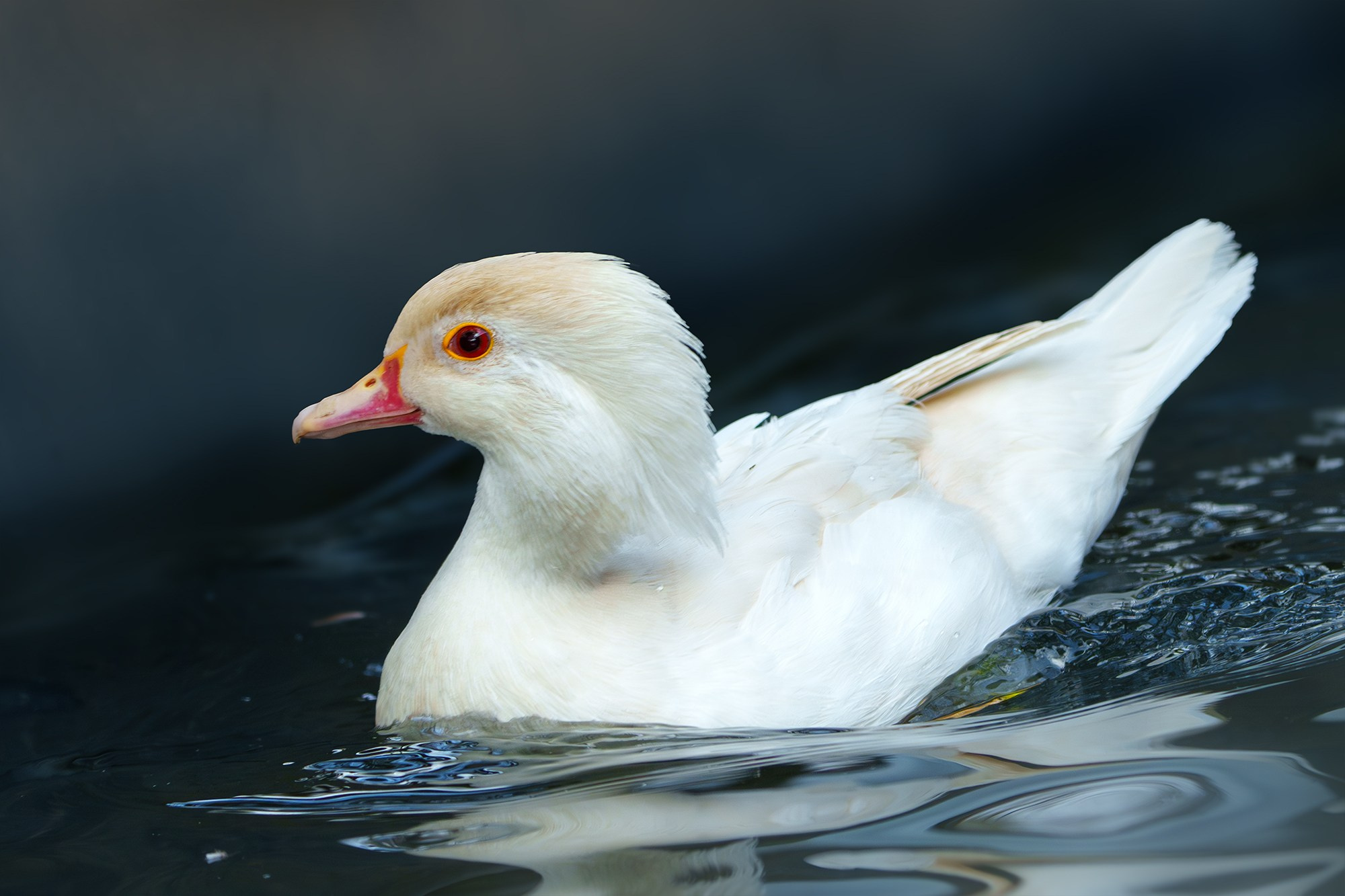 Удивительные мир птиц. Вокруг нас столько прекрасного — присмотритесь!. Ваш личный фотограф Марина Волкова