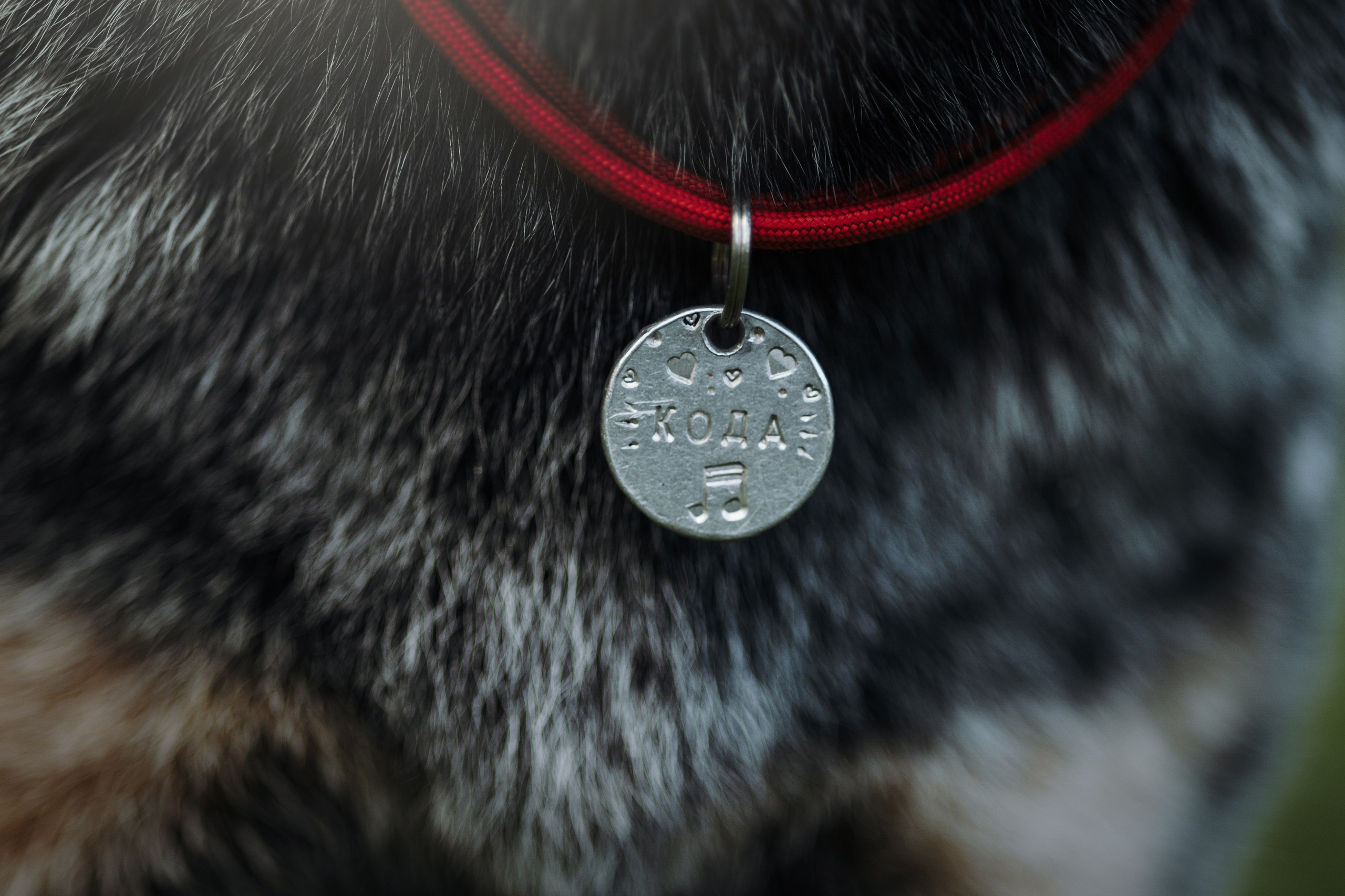 Кода и ее семья. Фотограф — Анималист | Санкт-Петербург