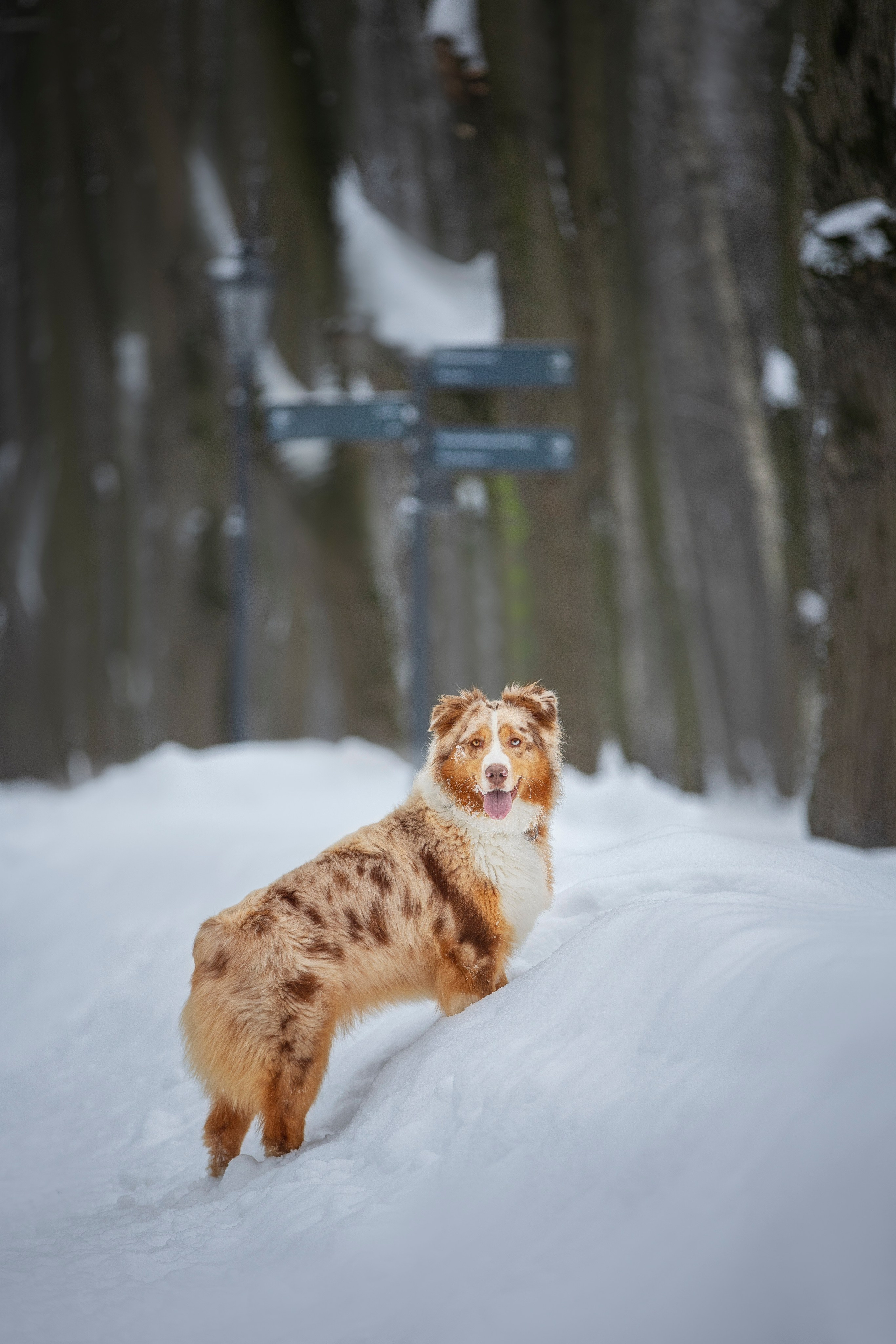 Настя, Игорь, Тесс и Марс. Фотограф анималист в Москве Майорова Евгения