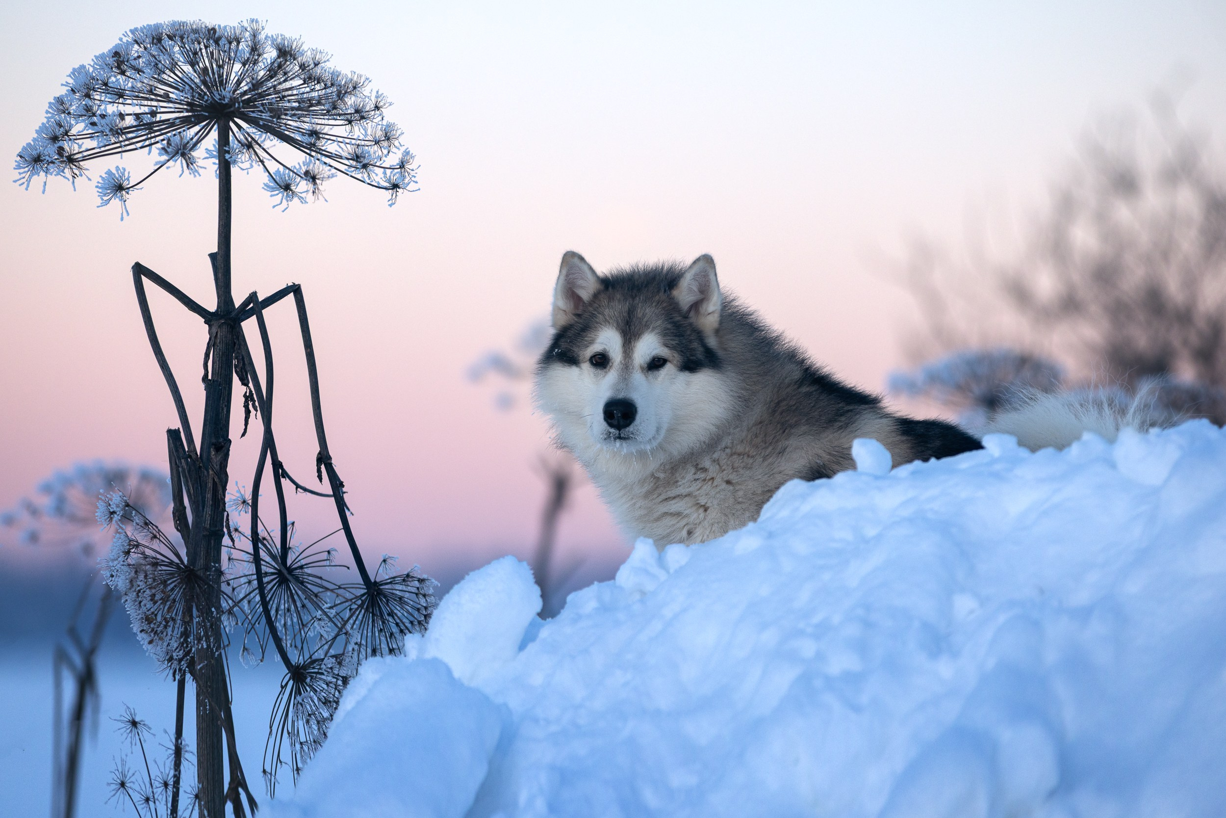 Съёмки с собаками. ESHE_PHOTO Фотограф в Москве и Московской области
