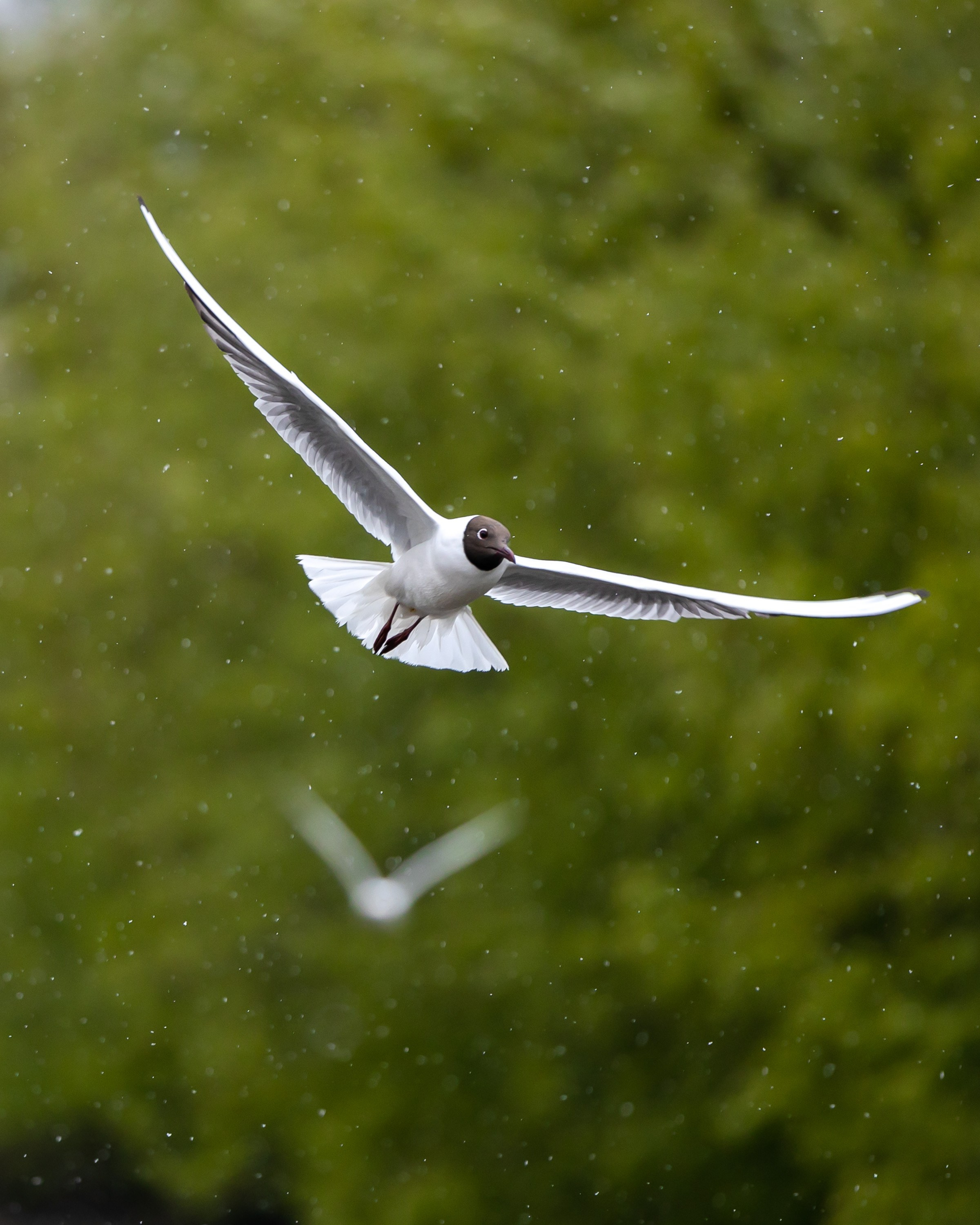 Птицы. Фотограф Владимир Охрименко