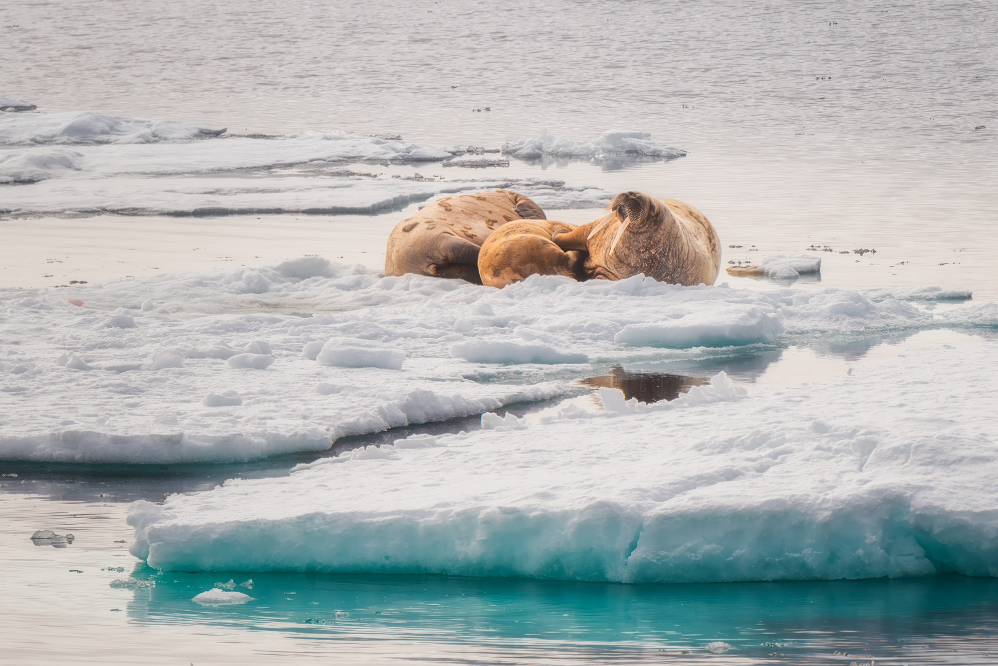 Арктика. Аэросъемка в Архангельске, Александр Ермолин