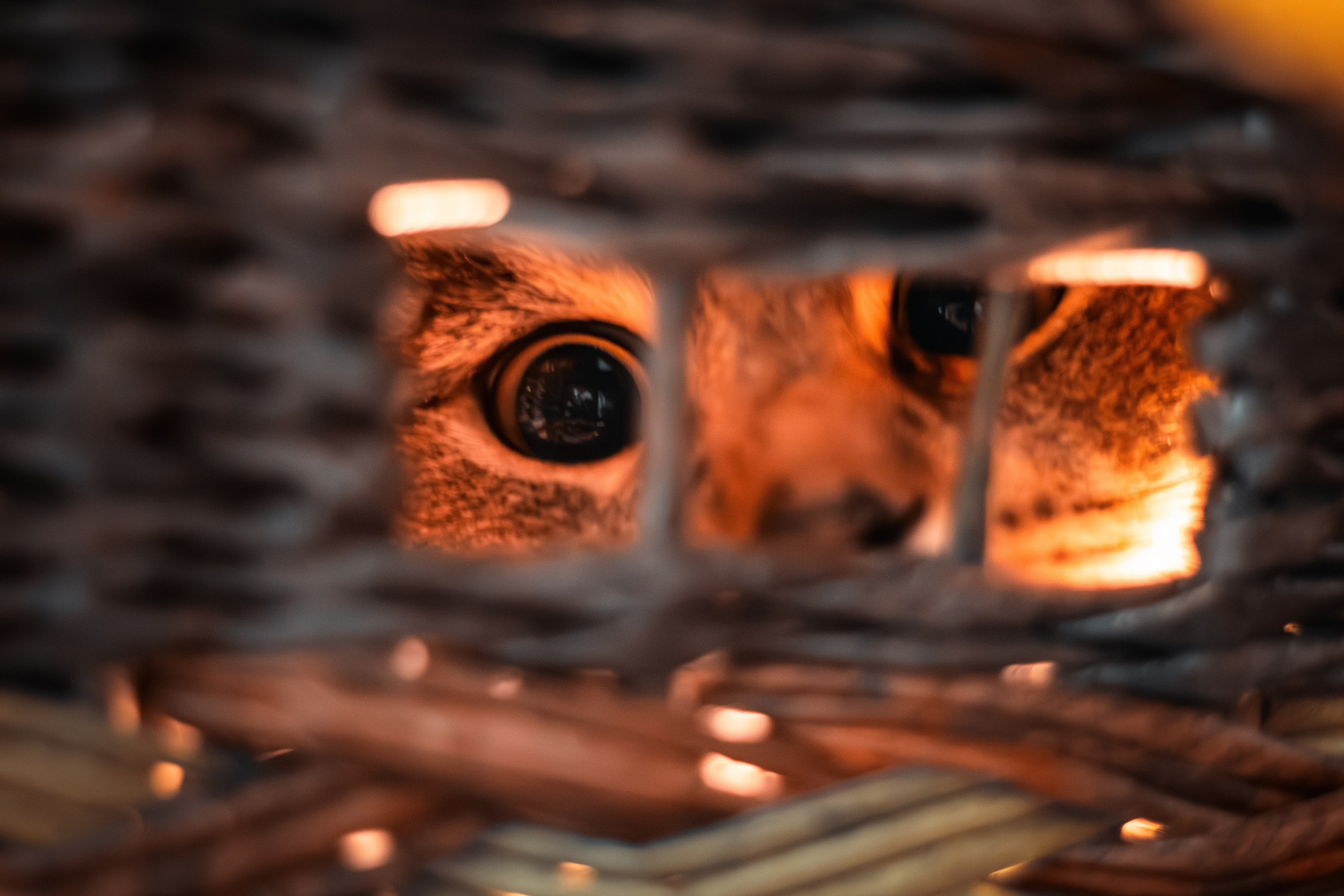 Кот в коробке. Dmitriy [KCCC] is a pretty cool photographer