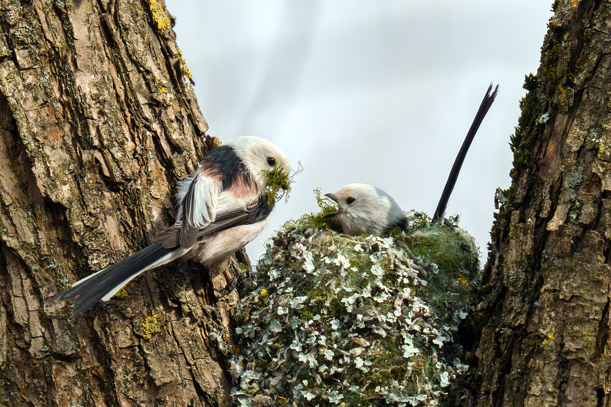 Удивительные мир птиц. Вокруг нас столько прекрасного — присмотритесь!. Ваш личный фотограф Марина Волкова