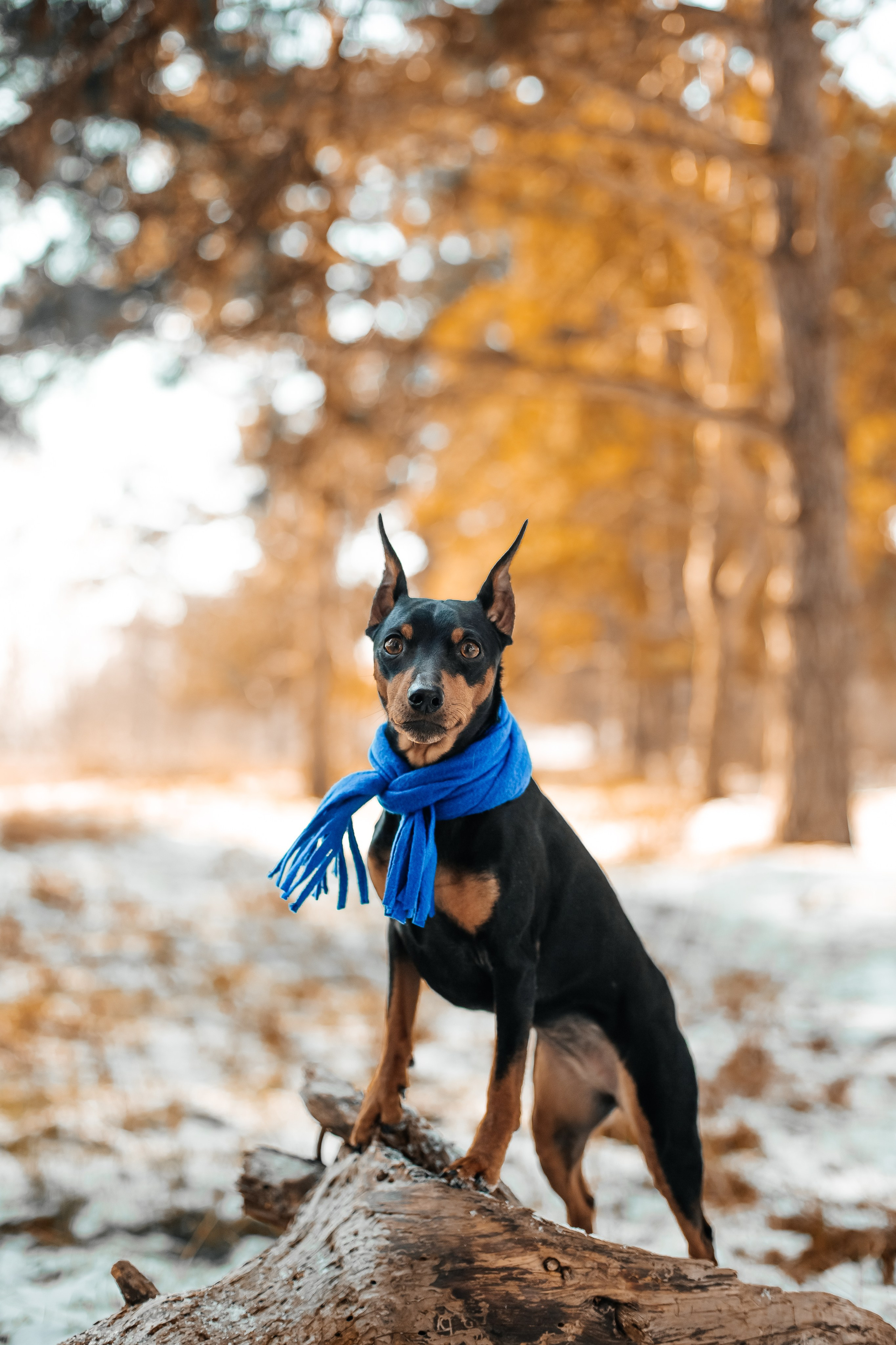 Портфолио2. Фотограф — анималист Маргарита Хелбен Краснодар