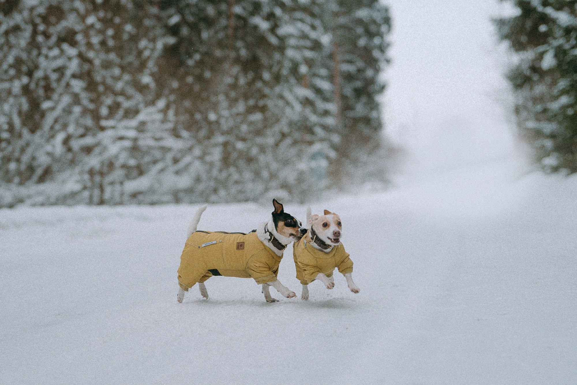 Алина, Ваниль и Элис. Фотограф анималист в Москве и Санкт-Петербурге Свиридова Анна