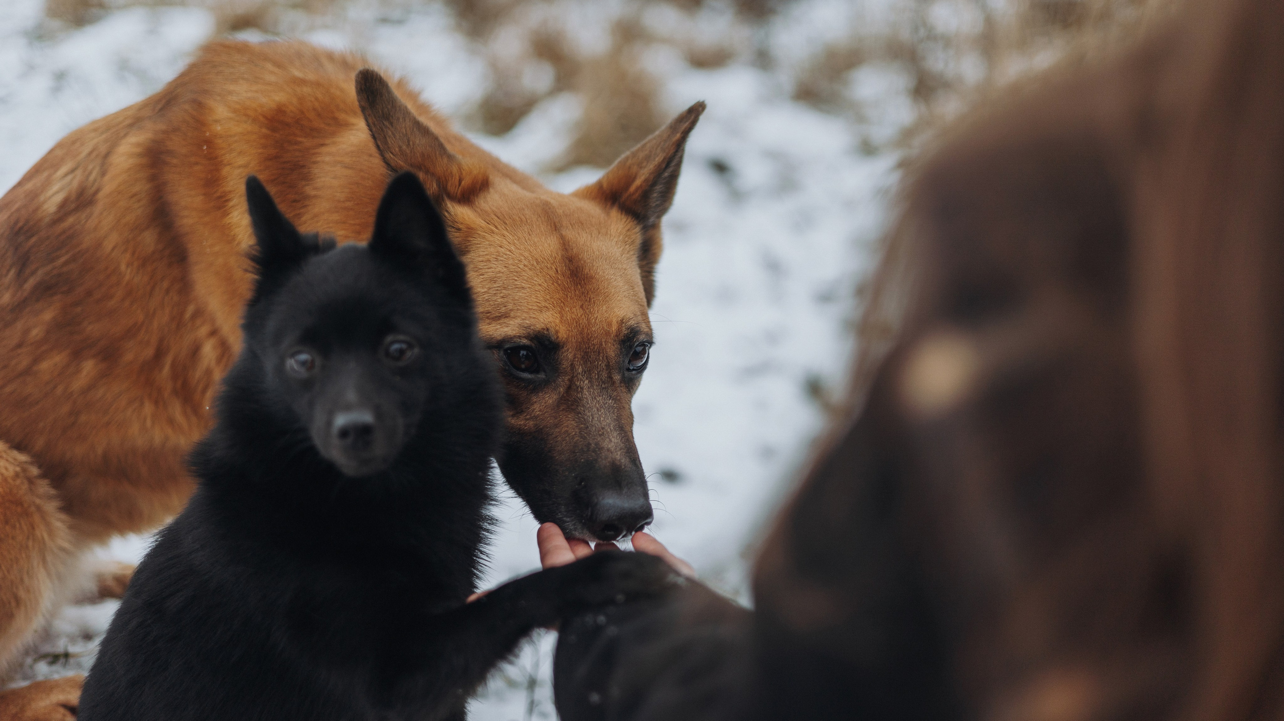 Юля, Лара и Йоми. Фотограф-анималист Богданова Полина