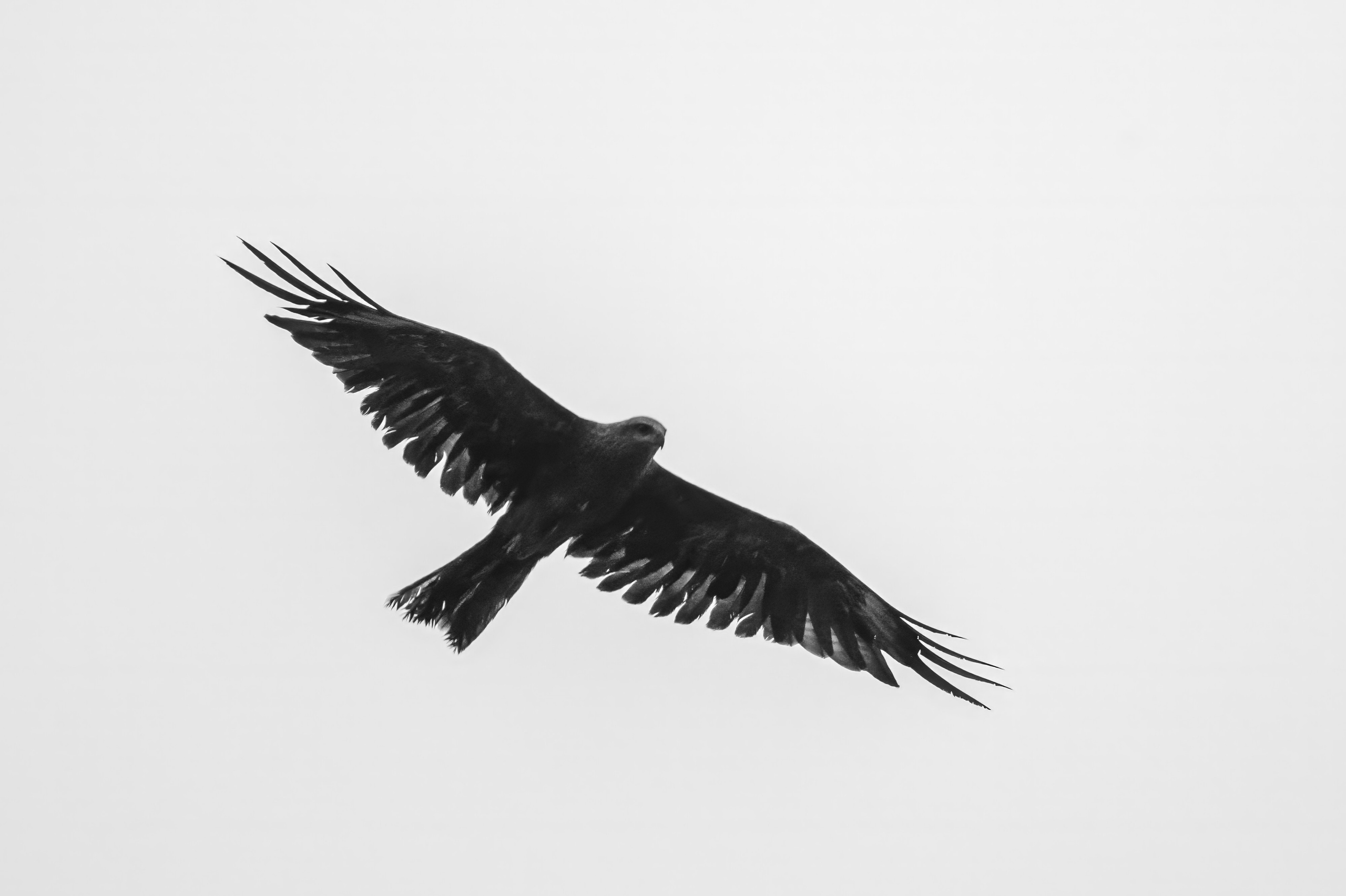 Молодой коршун. Wildlife photography by Sergey Puponin