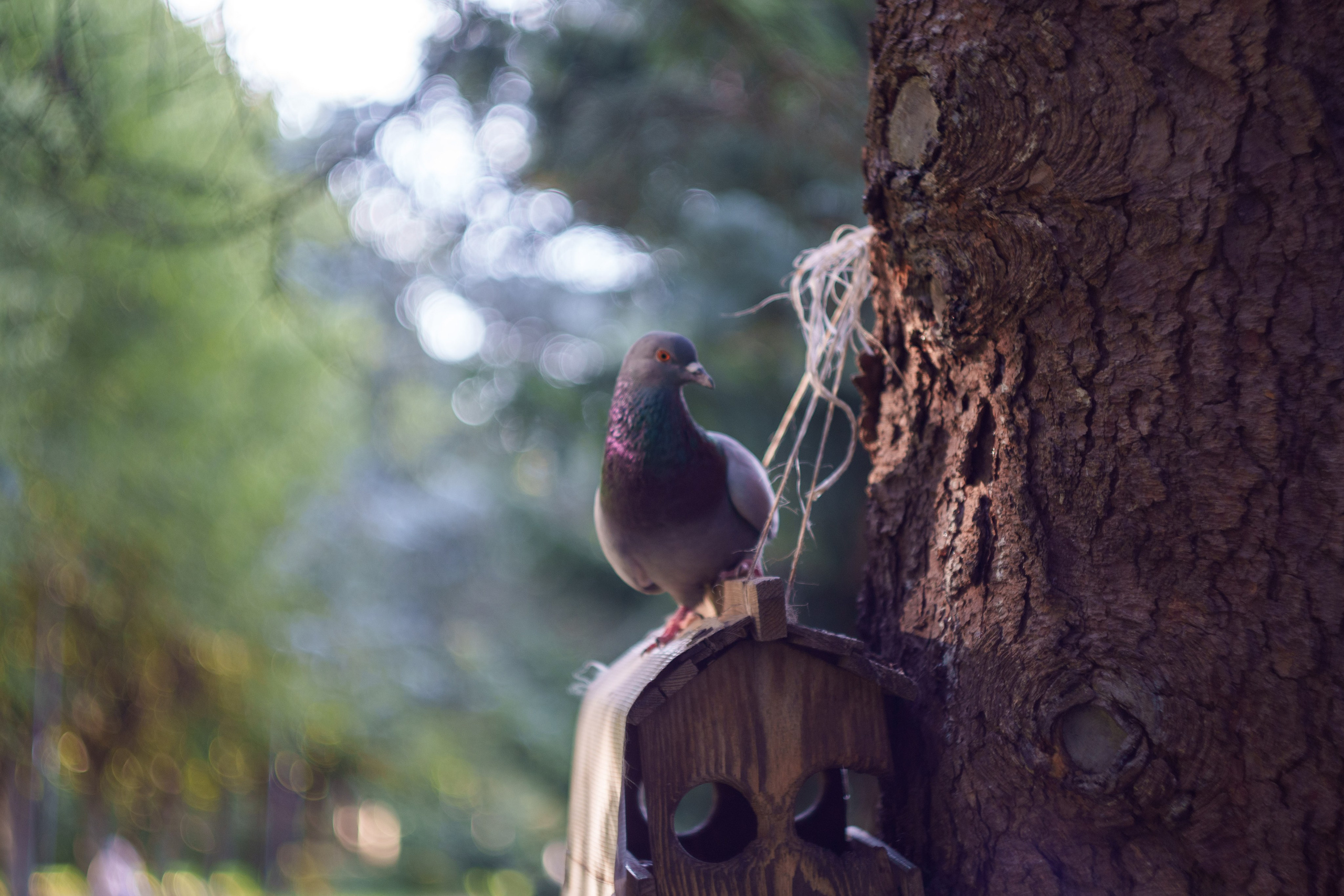 Животные. Фотограф в Санкт-Петербурге Ибрагимова Алина