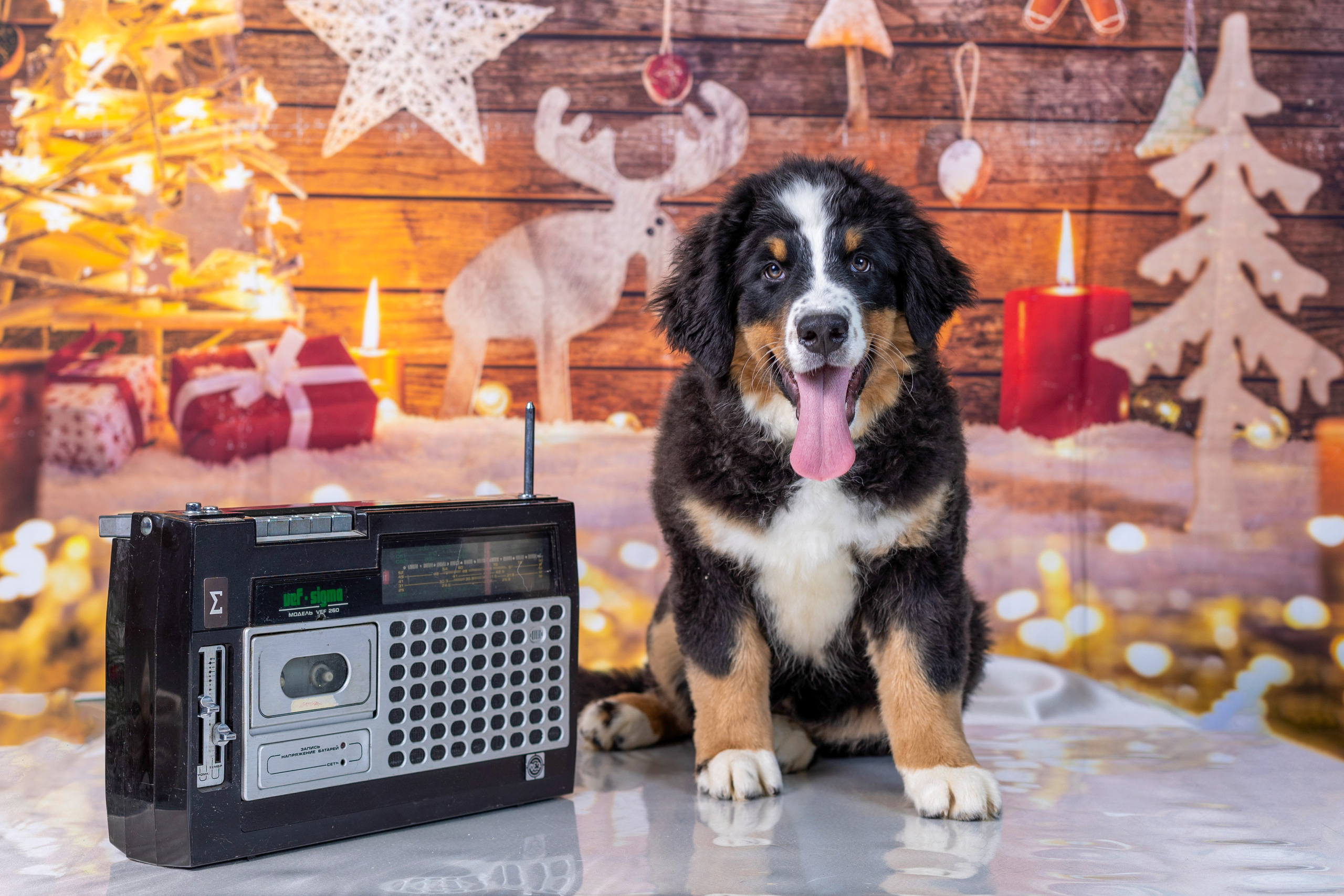 Новогодние. Фотограф 📸 семейный, предметный, репортажный