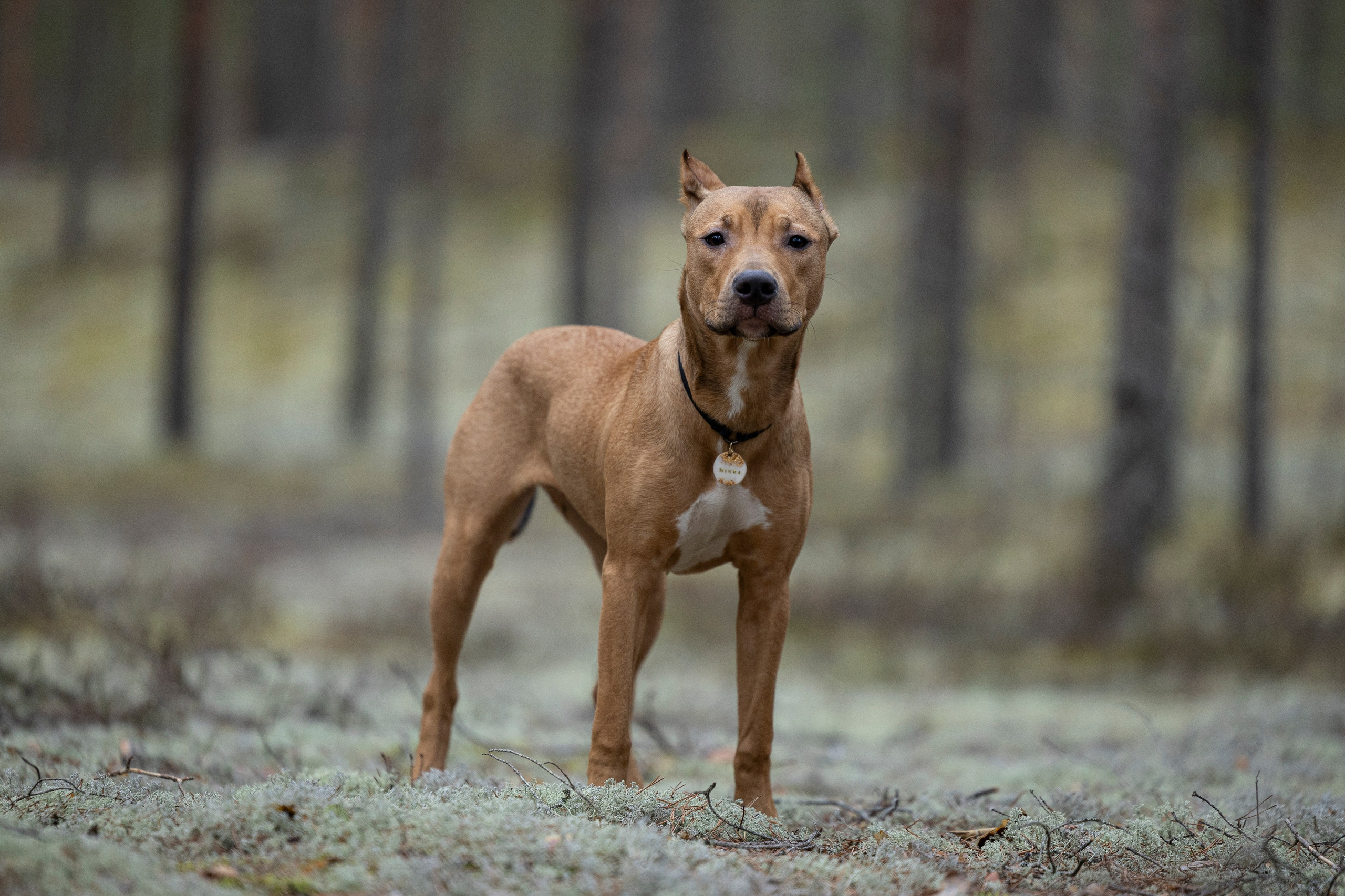 Лужские Мальдивы. Фотограф-анималист Анна Маринич
