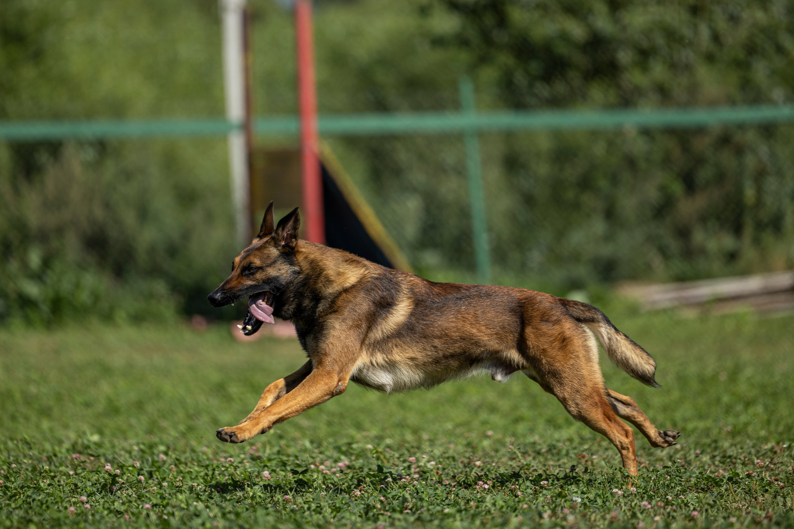 Соревнования по Мондьорингу г. Вологда 10-11.08.2024. Фотограф-анималист Анна Маринич