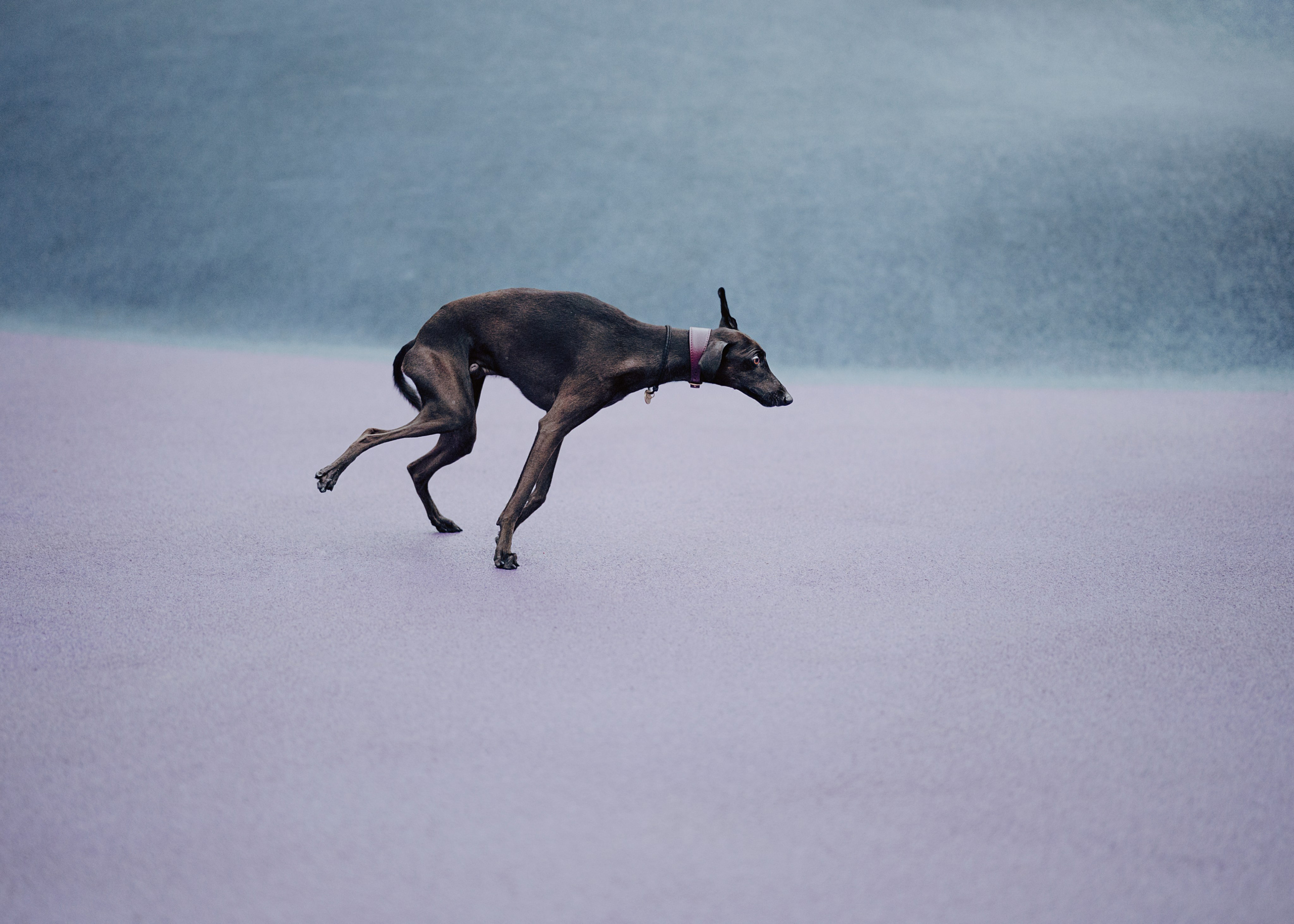 Дофи. Фотограф- анималист Александра Матвеева