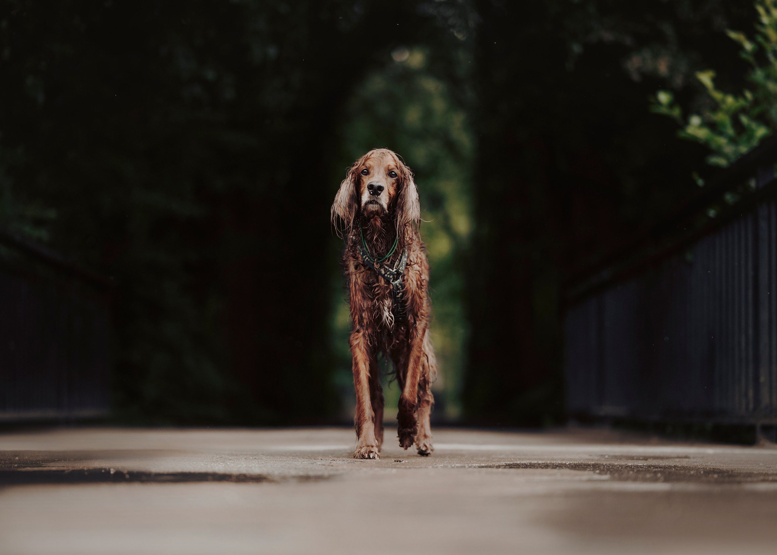 Рейн. Фотограф- анималист Александра Матвеева