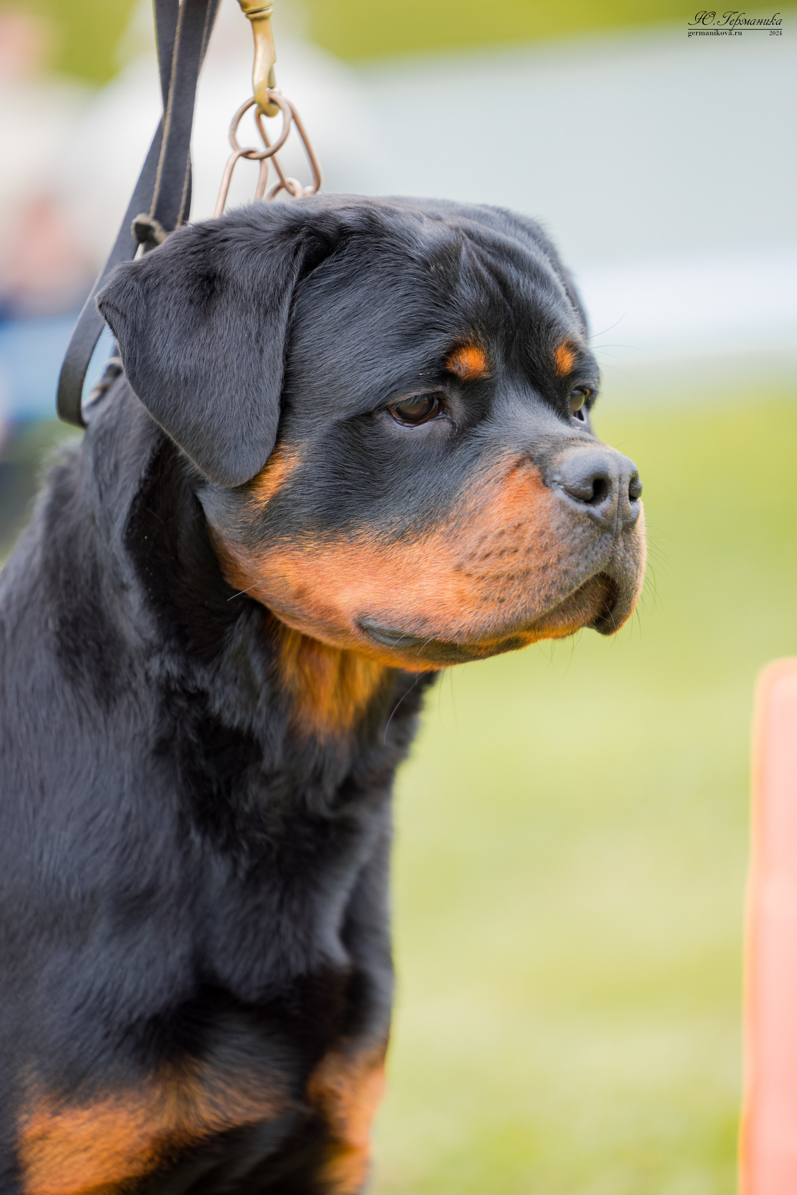 Нижний Новгород 11-12.05.2024 моно ротвейлеров. Фотограф-анималист Юлия Германика