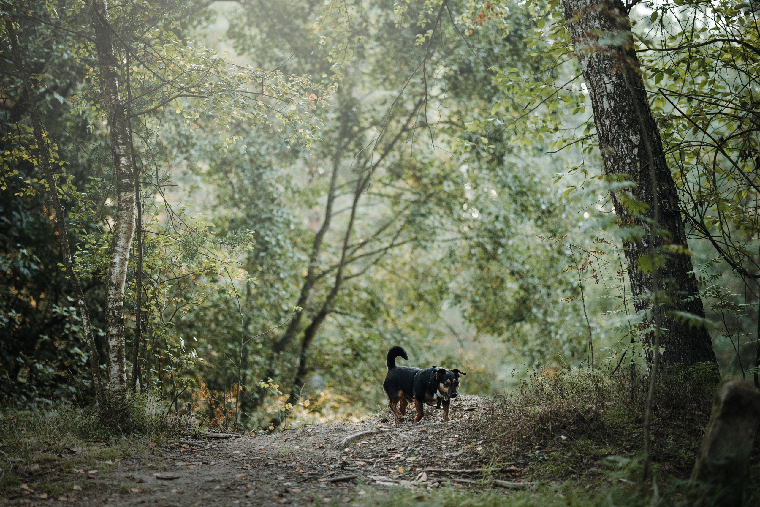 Ольга и Рекс. Фотограф — Анималист | Санкт-Петербург
